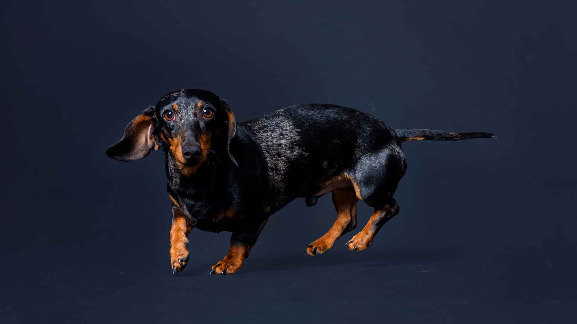 Dachshund