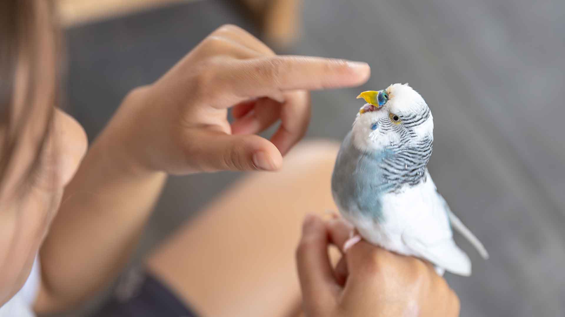 How Should Eye and Beak Cleaning Be Done in Budgerigars?