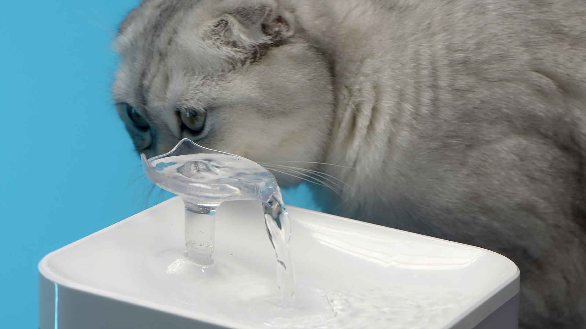 Cat Feeders and Water Fountains: Convenience and Benefits