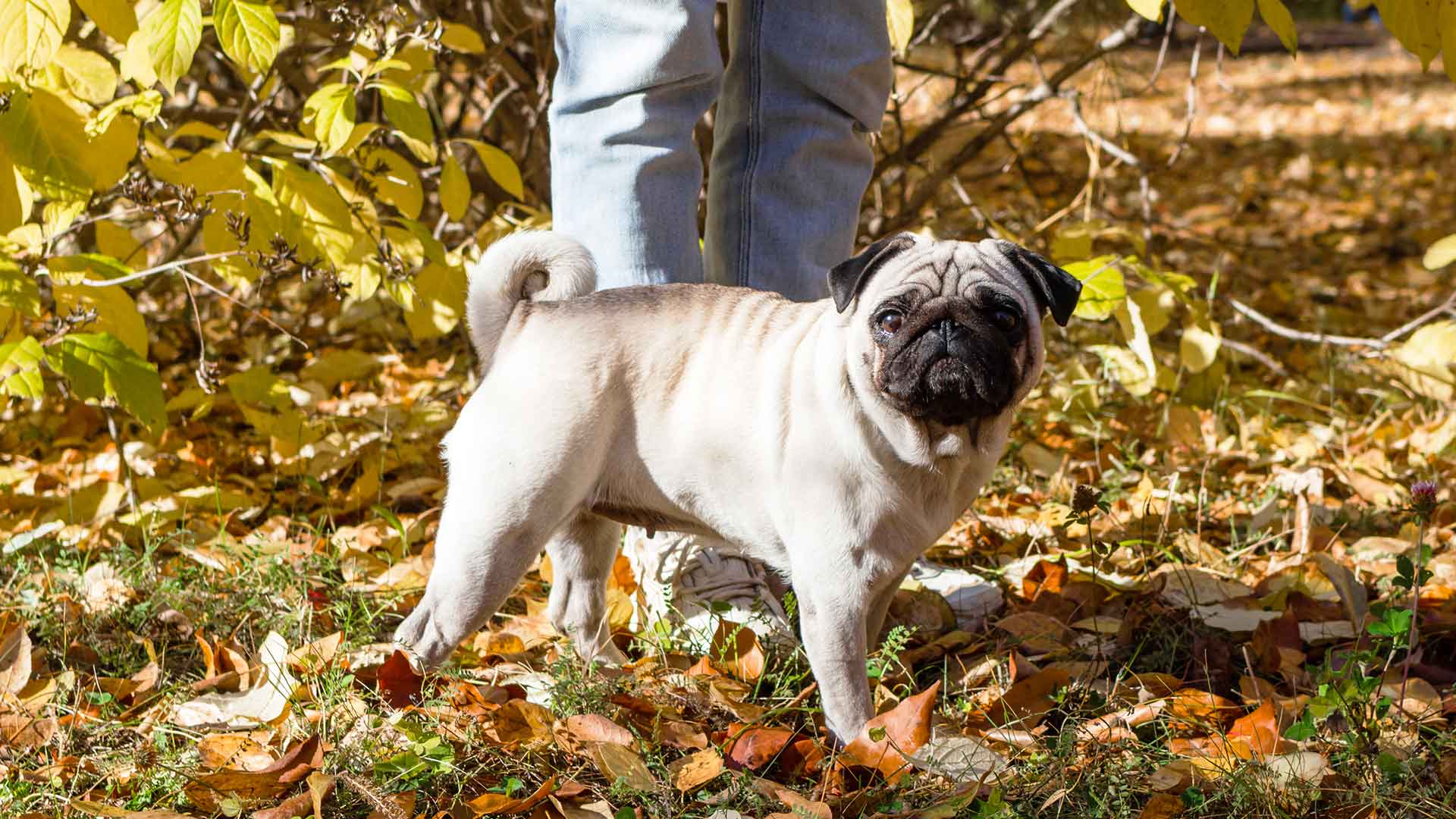 Pug