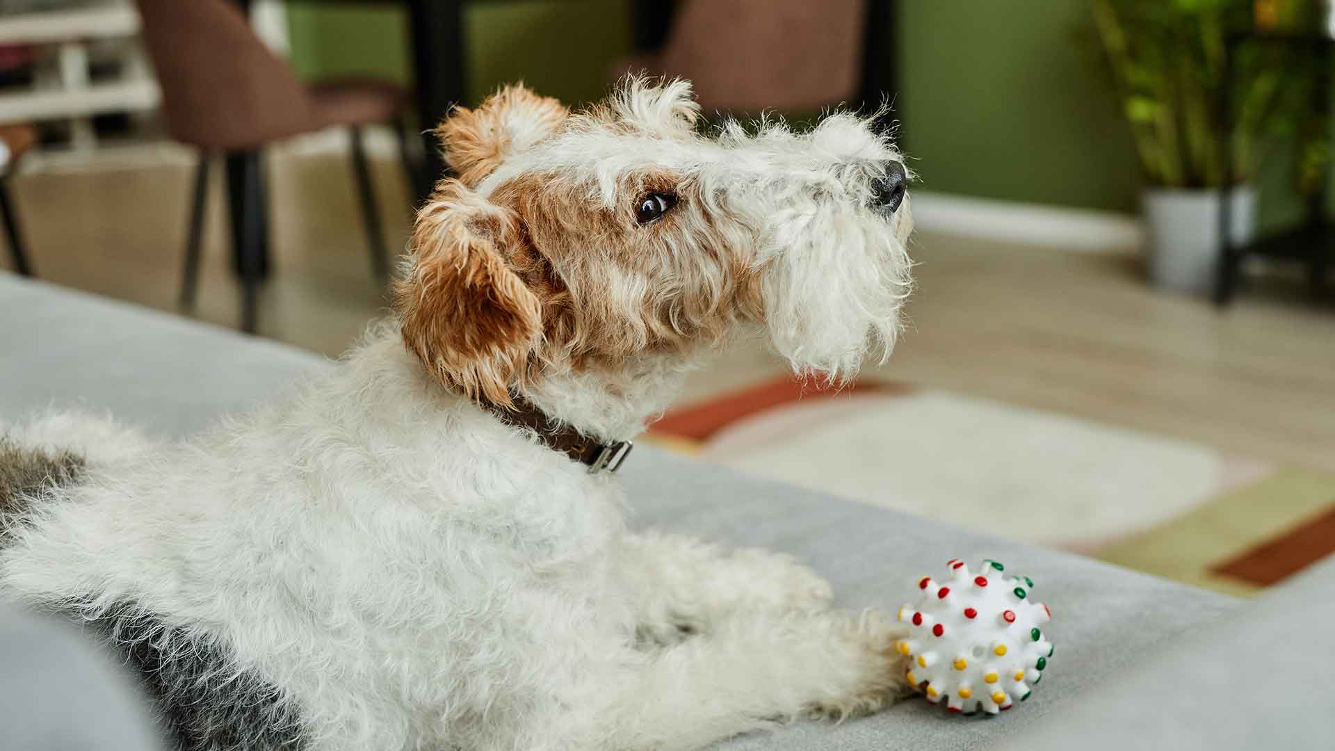 Tips for Creating an Indoor Play Area for Dogs
