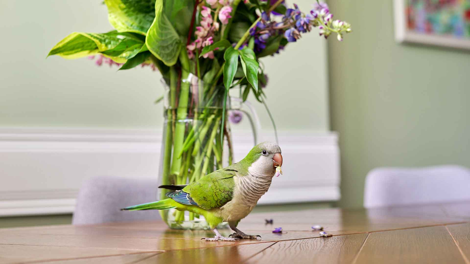 Intelligence Games and Problem-Solving Skills in Parrots