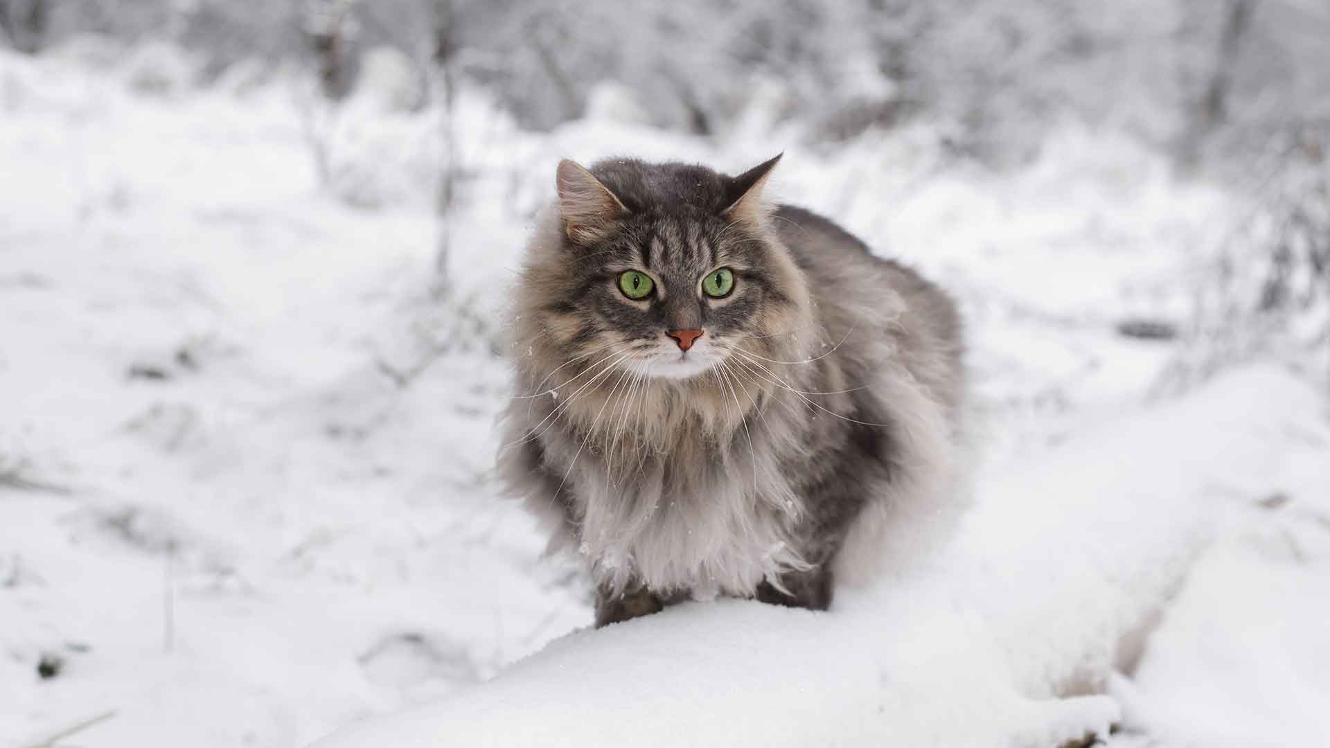 Norwegian Forest Cat