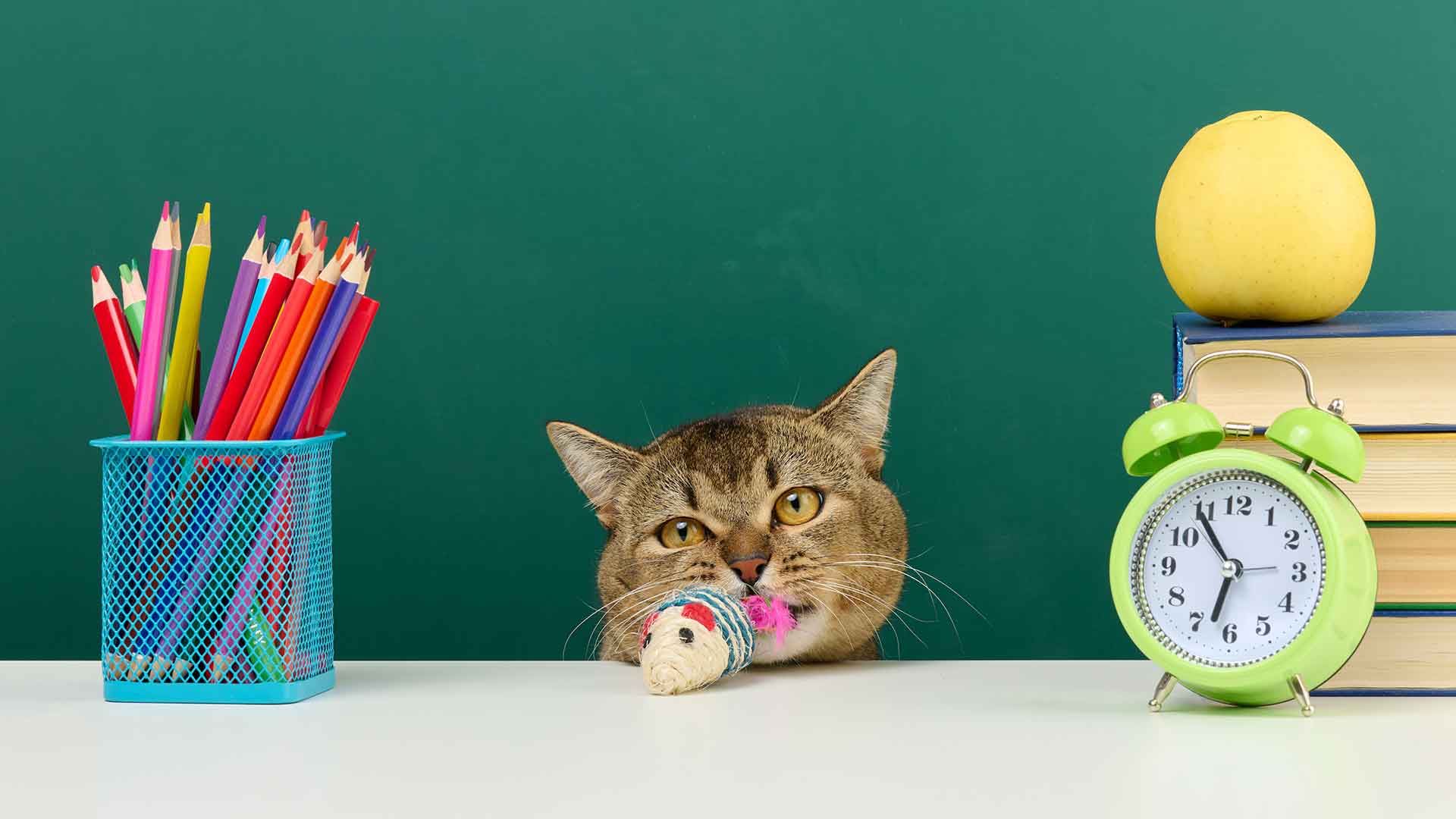Cat Toys: Intelligence-Boosting and Fun Options