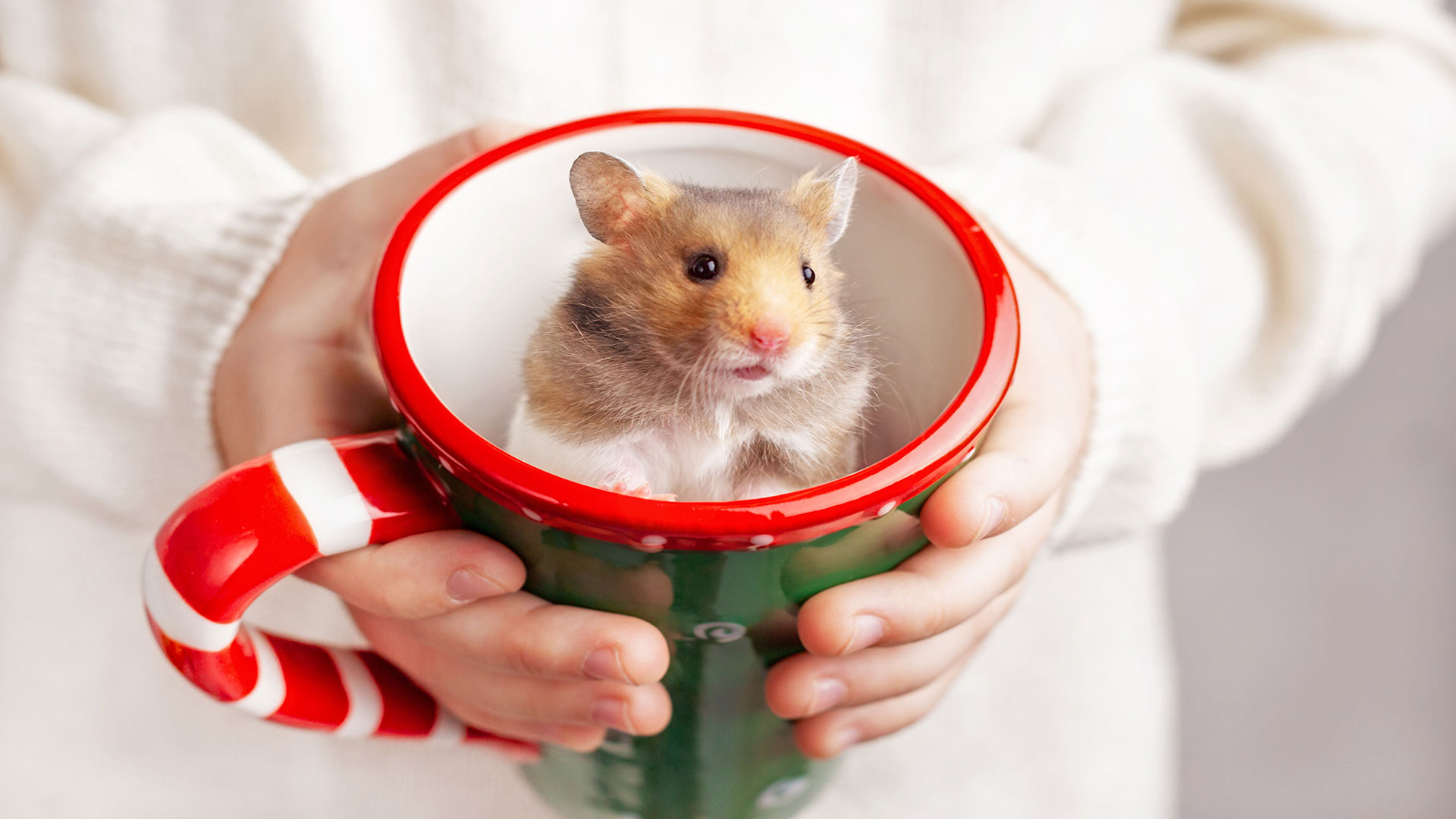 The 5 Most Common Mistakes Made by Rodent Owners at Home—And the Right Ways to Fix Them