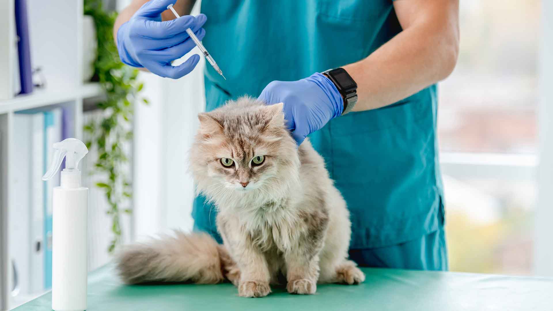 Vaccination Schedule and Parasite Control in Cats