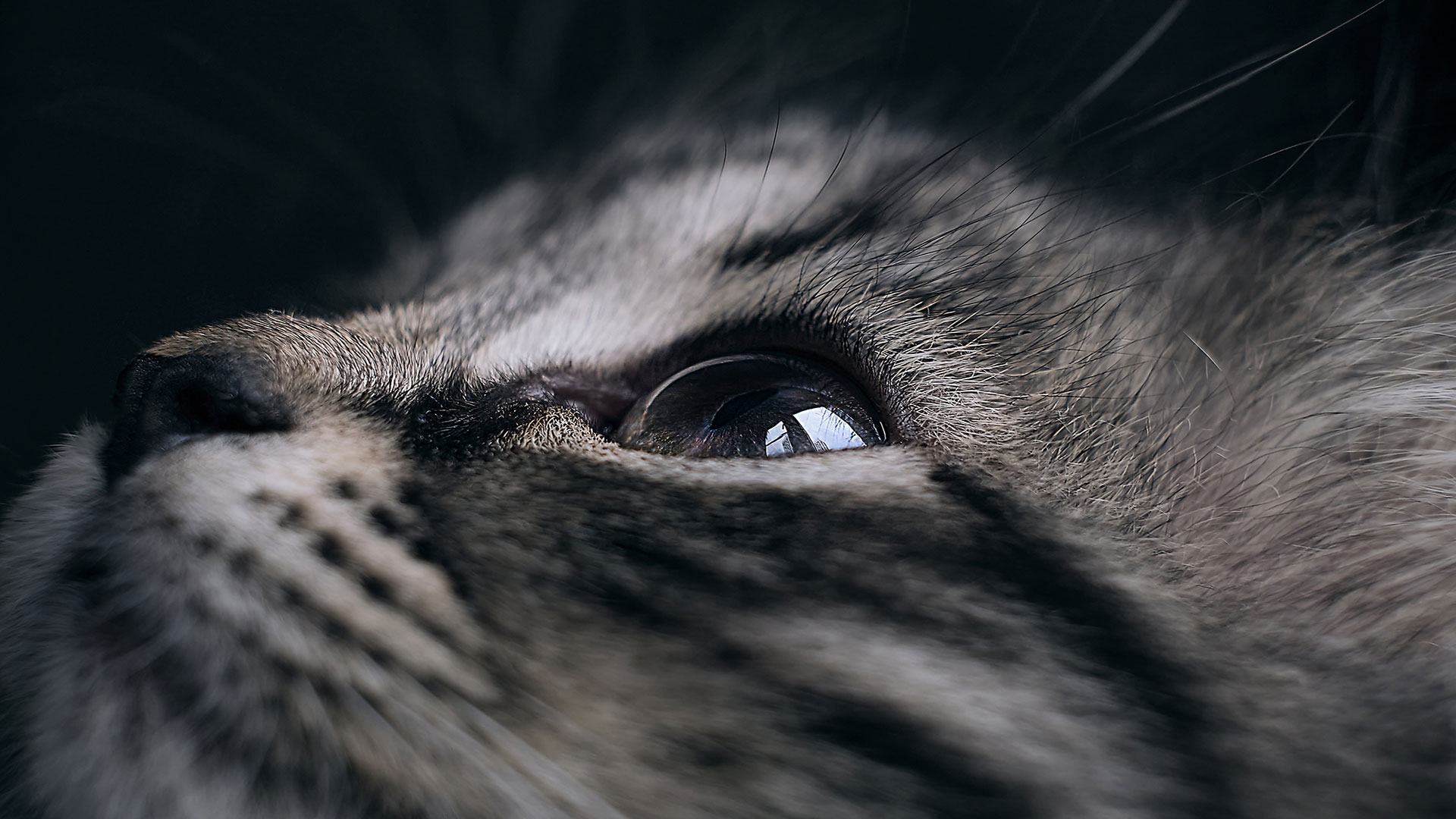 Cats’ Eye Discharge and Tearing: Allergy or Infection?