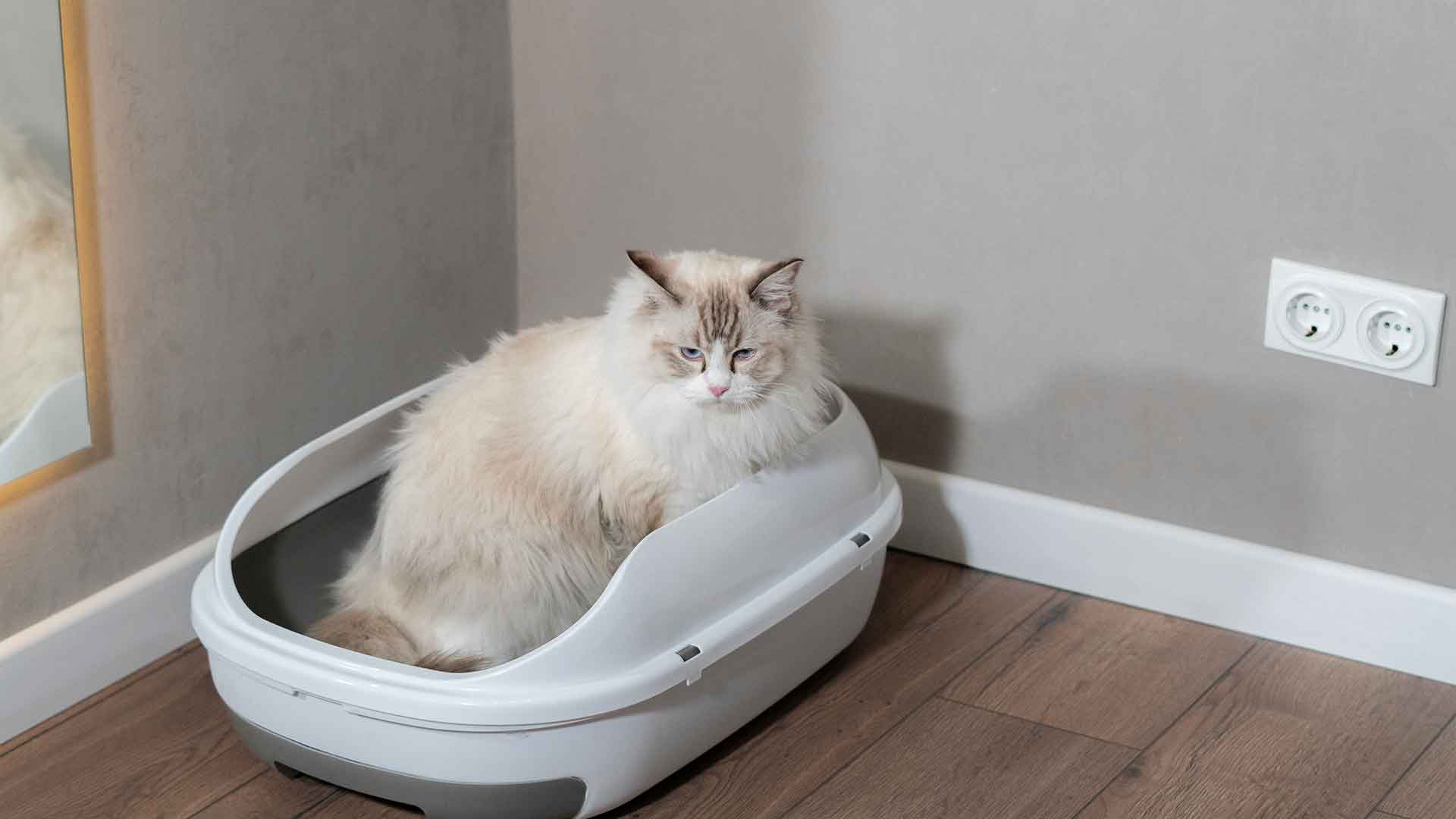 Cats’ Litter Training: Getting Them Used to the Litter Box