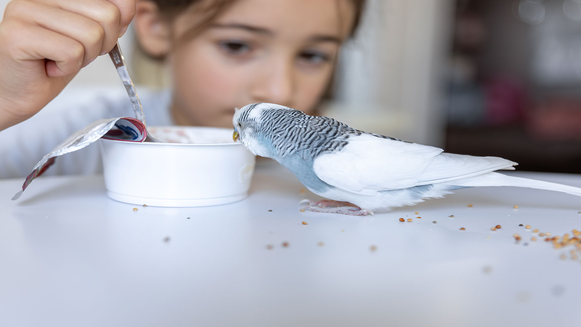 How Should Budgerigar Nutrition Change in the Summer? Light and Refreshing Food Suggestions