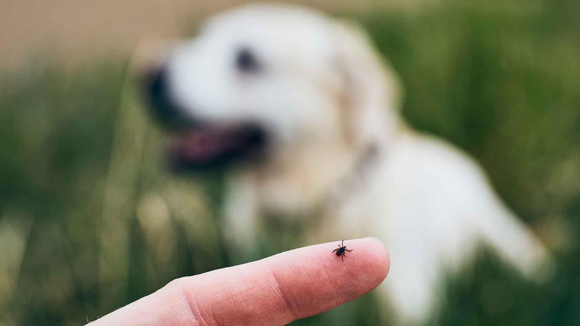 Tick and Flea Control in Dogs: Natural and Chemical Methods