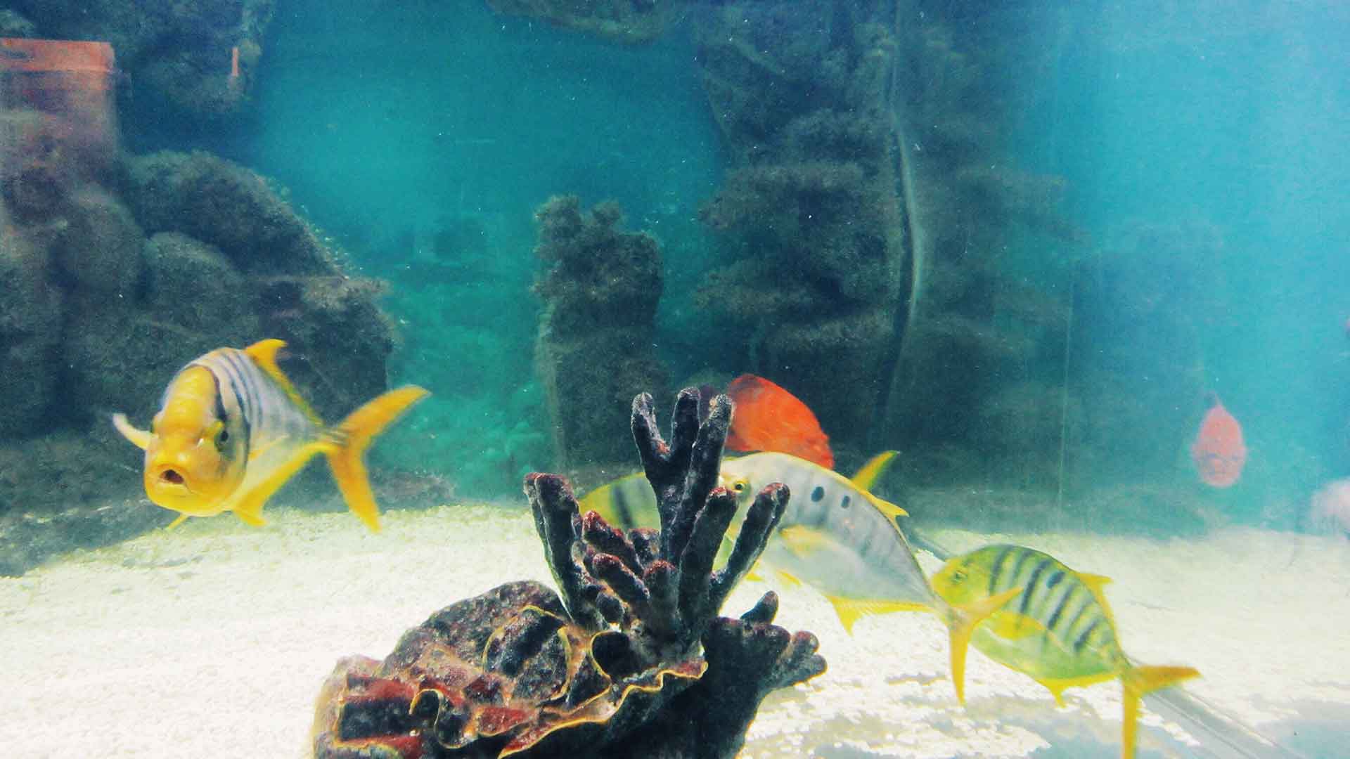 pH Balance in Aquariums: Which Species Prefer Which Levels?