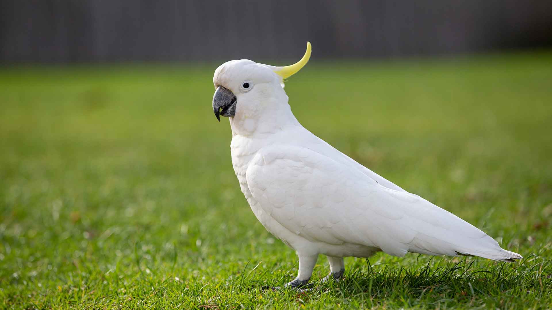 Cockatoo / Kakadu