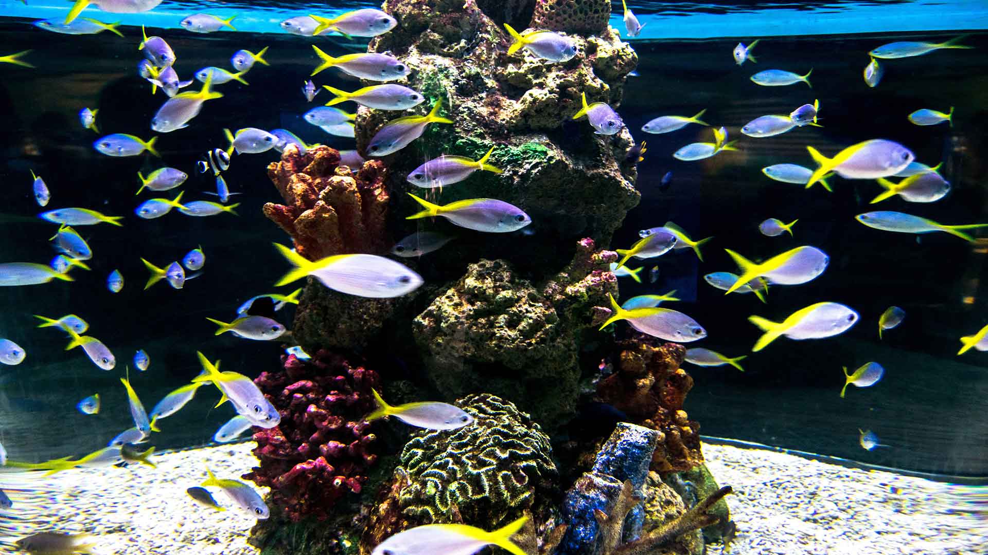 Differences Between Caring for Coldwater and Tropical Fish