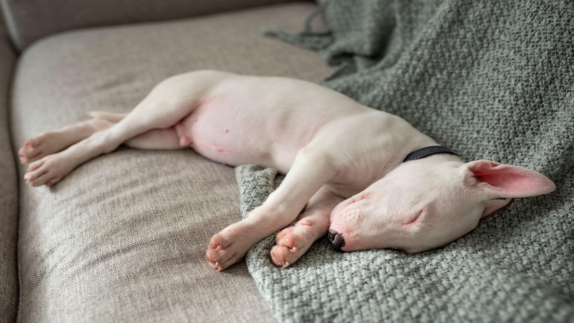 Sleep Patterns in Dogs and the Best Sleep Hours: How to Create a Daily Routine