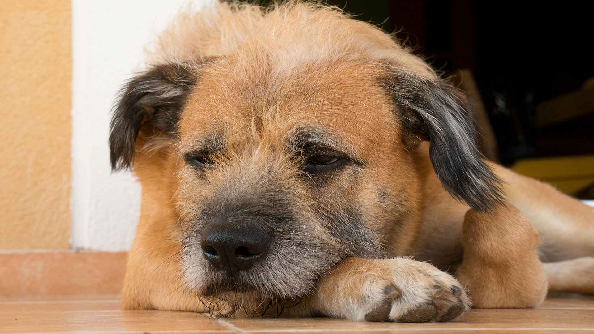 Creating a Comfortable Home Environment for Your Senior Dog: Setting Up a Joint-Supportive Living Space