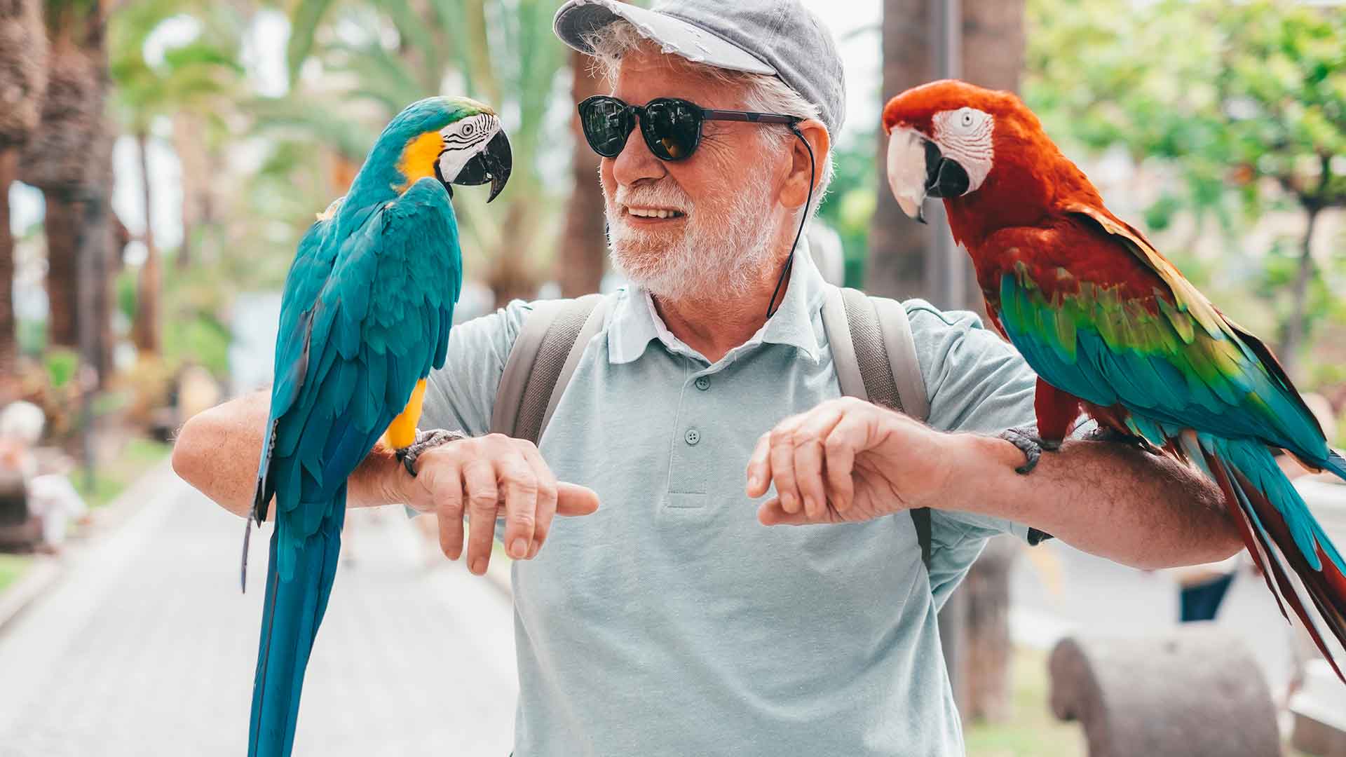Papağanlarda Sosyal Davranışların Geliştirilmesi (İnsan ve Diğer Kuşlarla Etkileşim)