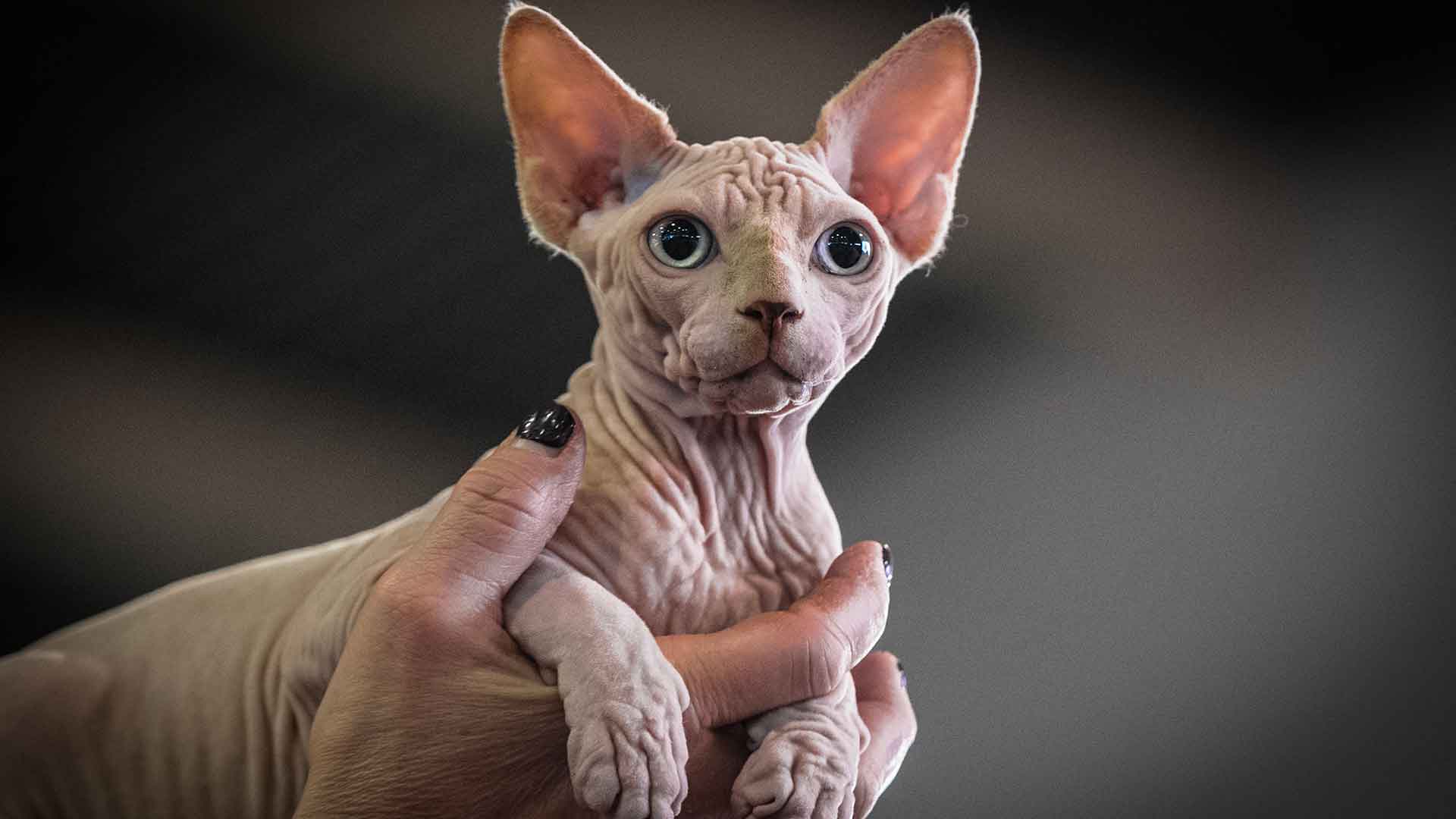 Sphynx Cat