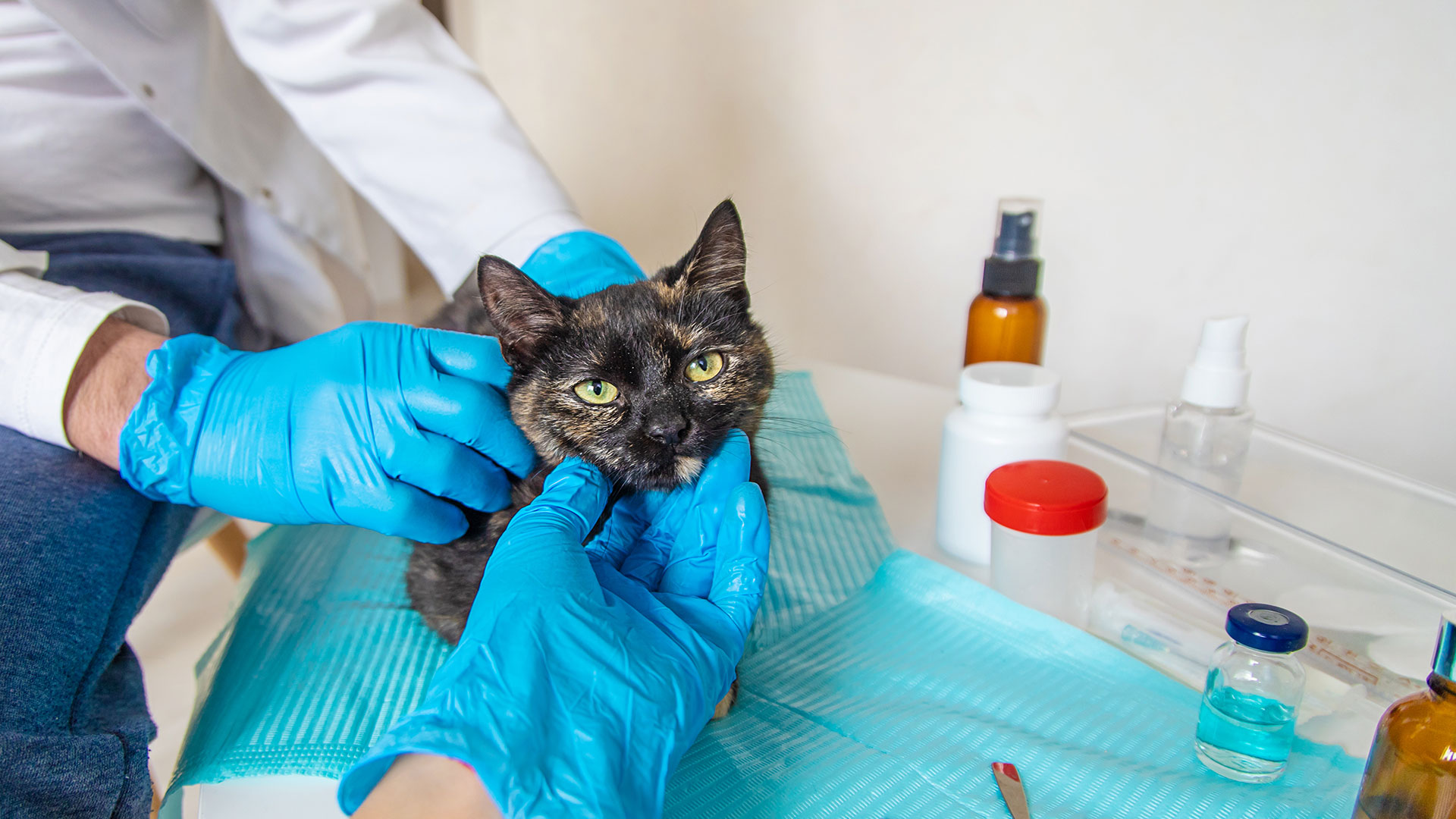 Cats: Why Do They Vomit? Routine Vomiting or a Veterinary Concern?