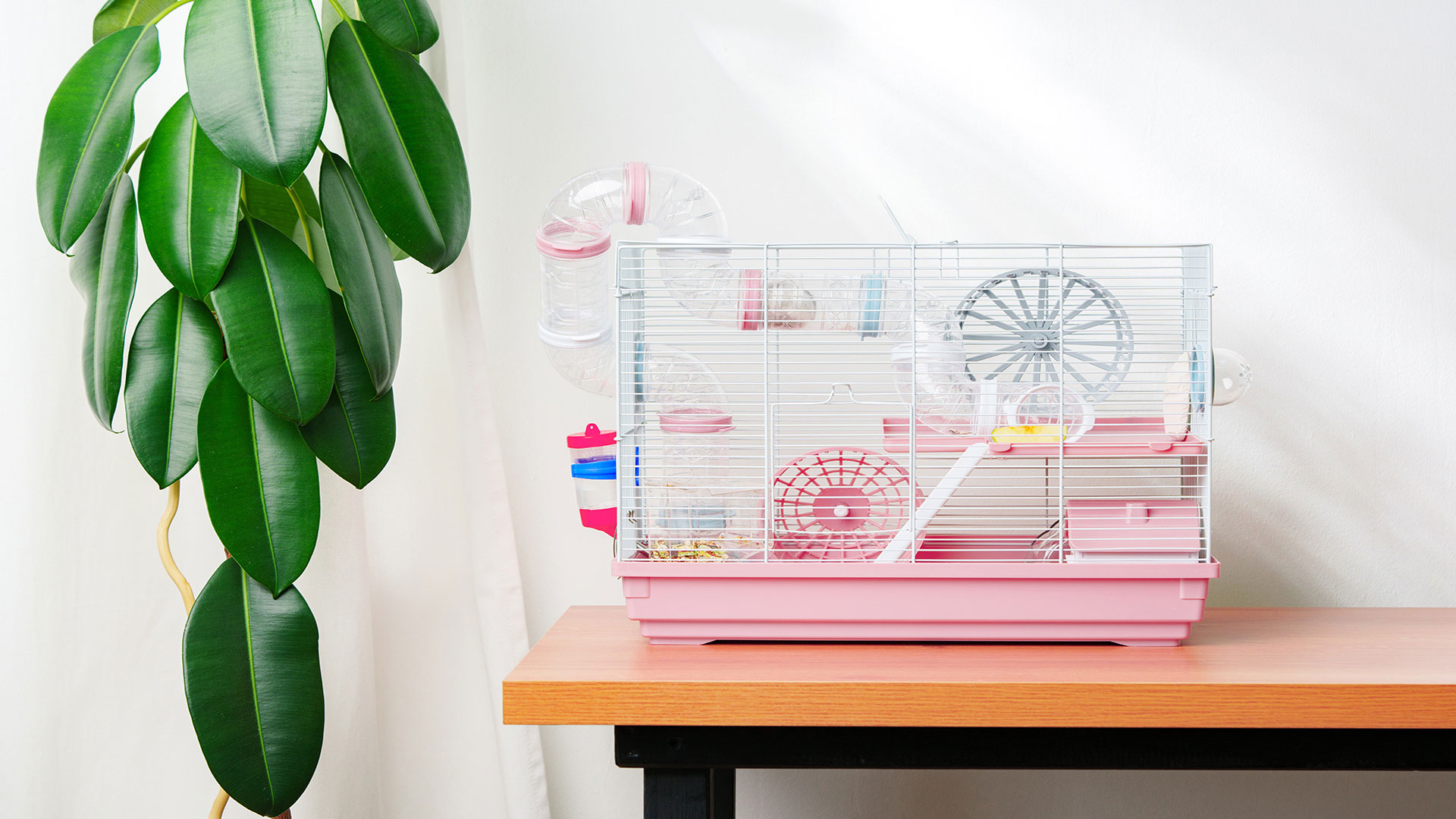 Big Rules for Tiny Worlds: How Should Cage Cleaning Be Done?