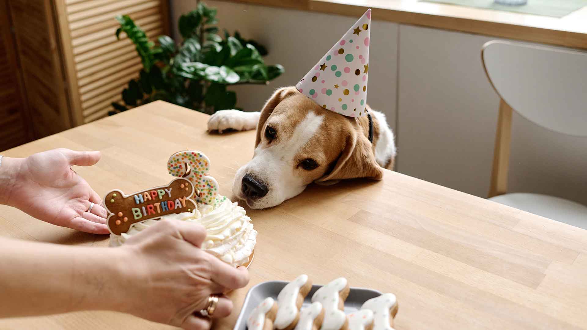 A Health and Care Guide for Your Dog’s Age