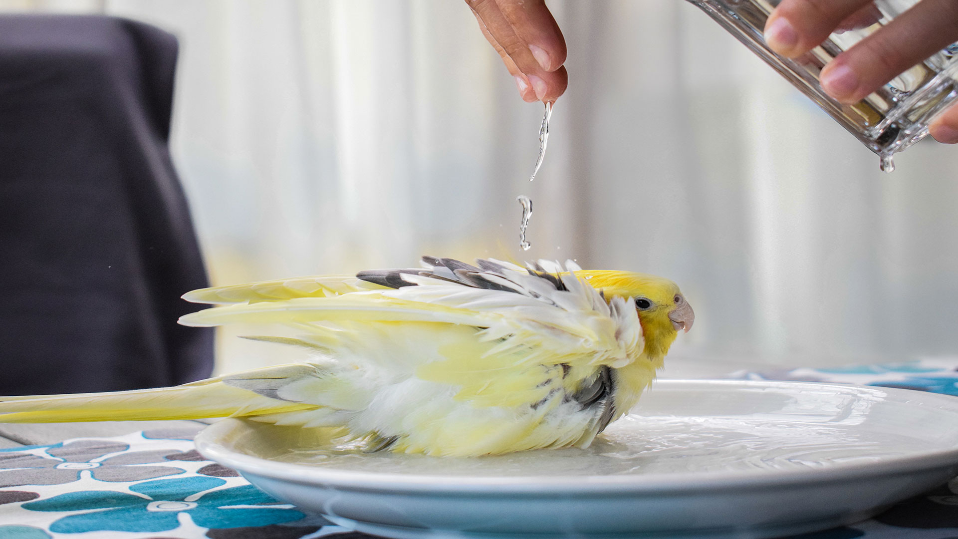 Cooling Methods for Budgerigars in Summer: From Spray Baths to Fan Placement
