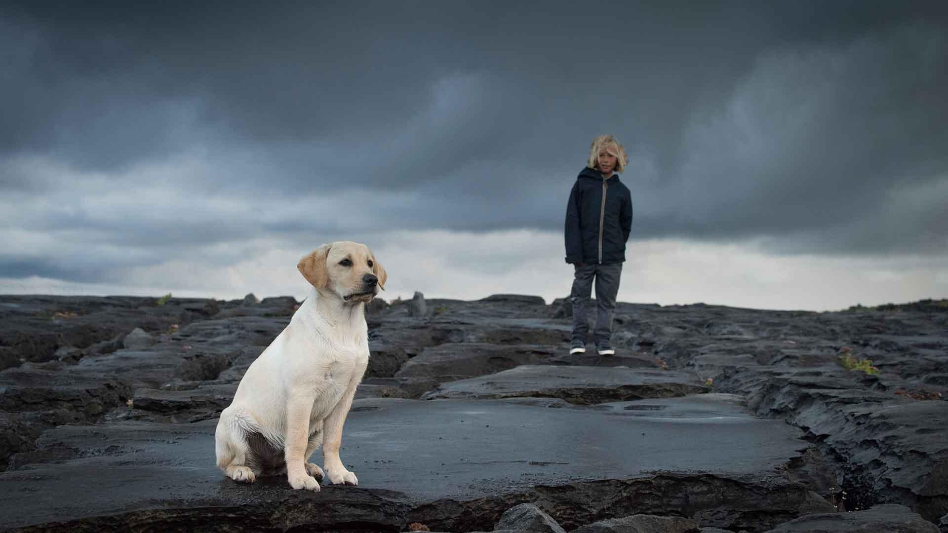 Do You Have a Dog That Cries When Left Alone? How to Overcome Separation Anxiety?