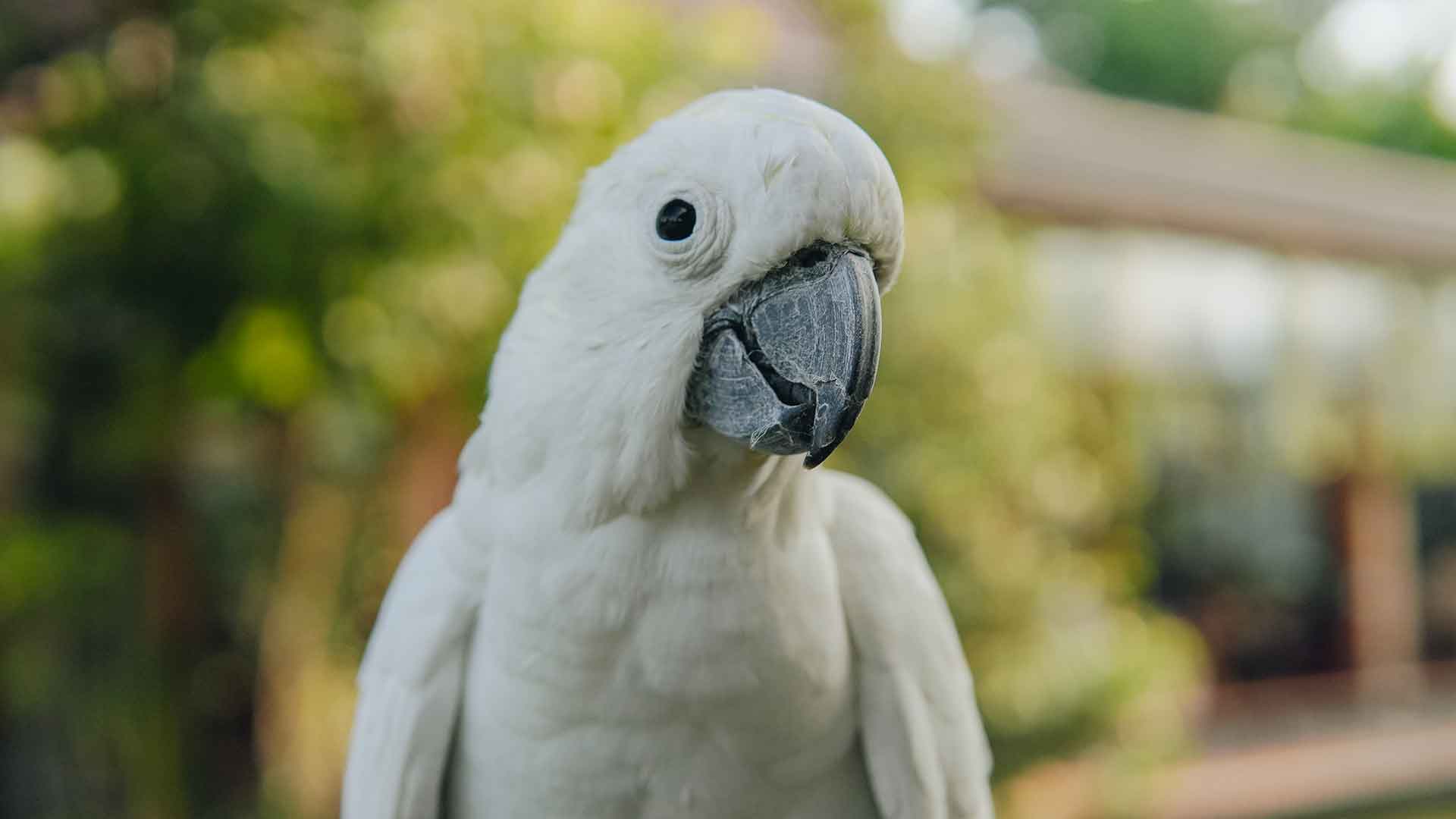 Goffin Kakadu / Goffin's Cockatoo
