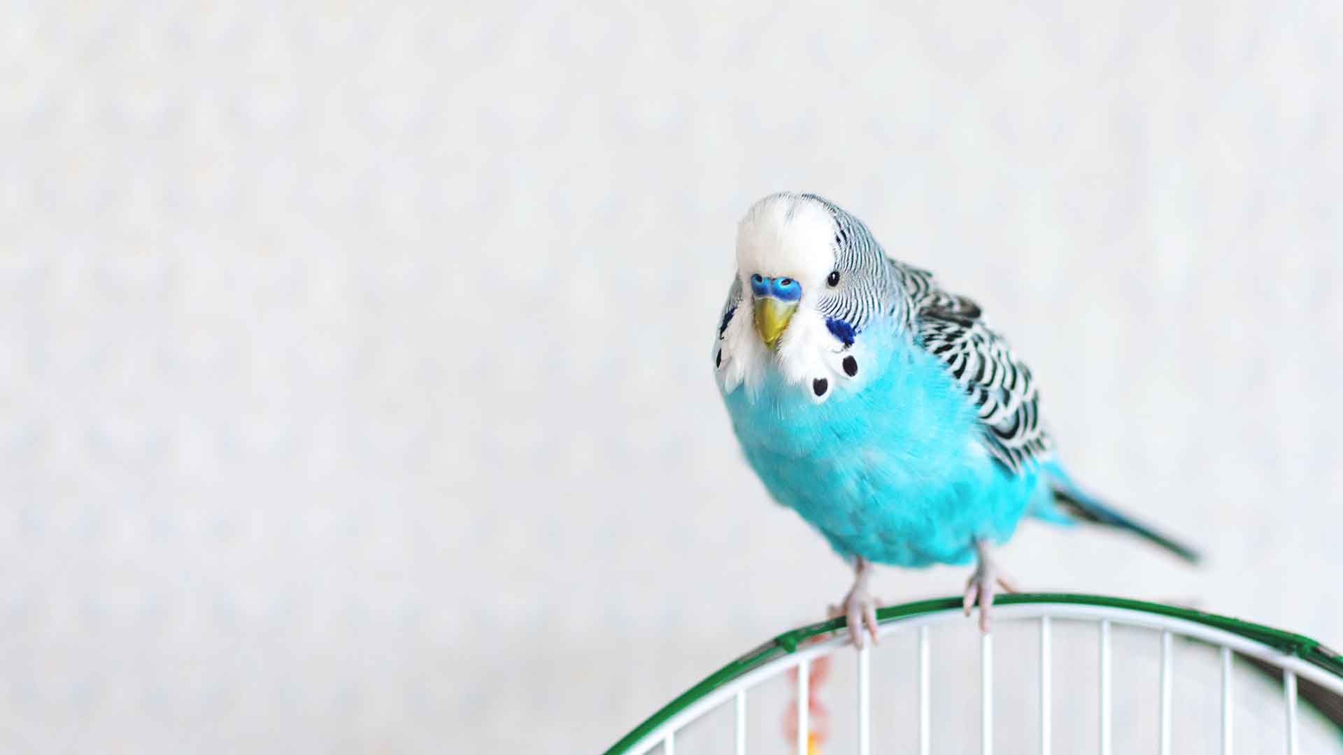 How Should Cage Cleaning Be Done for Budgerigars?