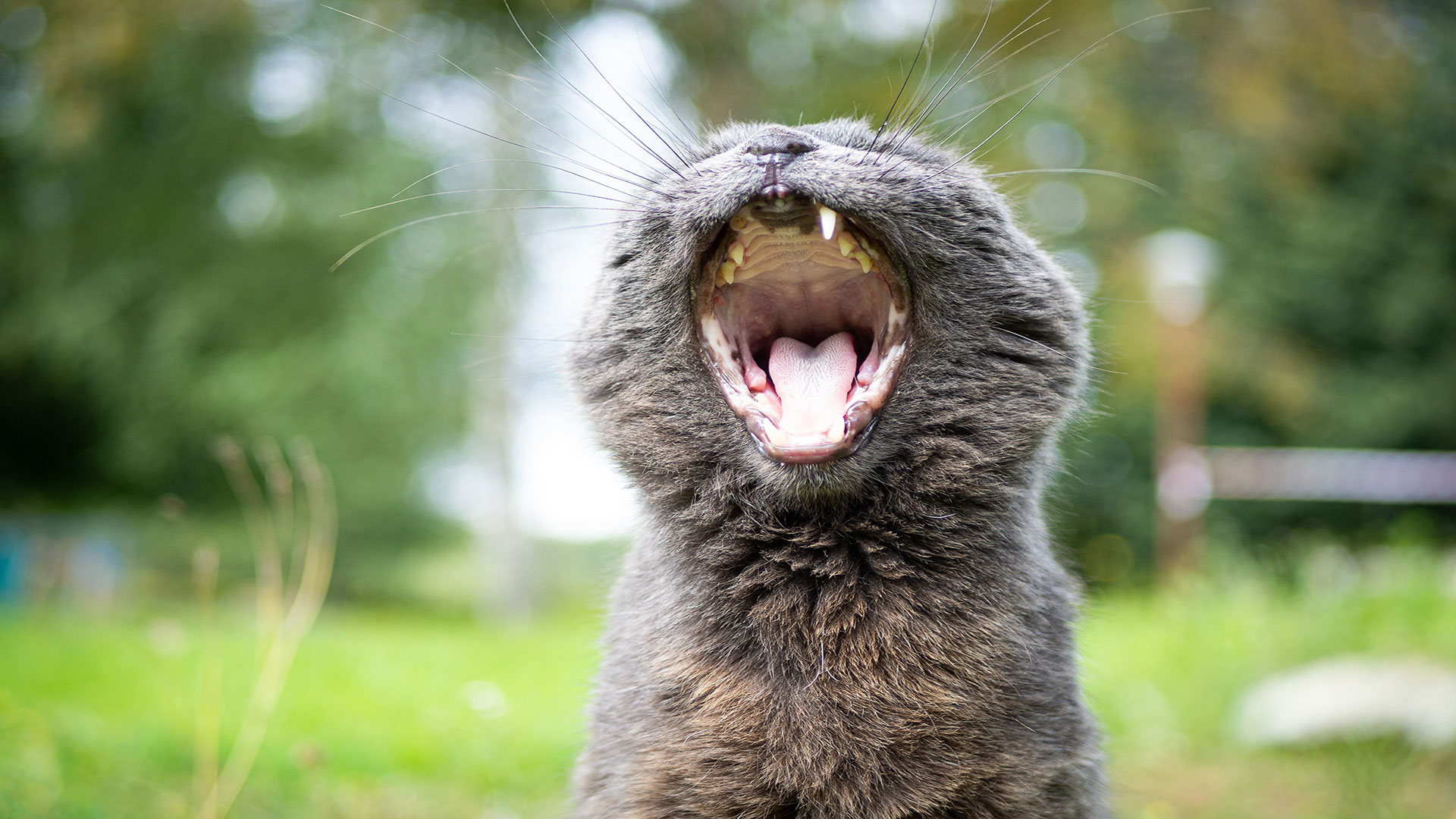 My Cat Keeps Meowing, Why? 7 Possible Reasons for Frequent Meowing