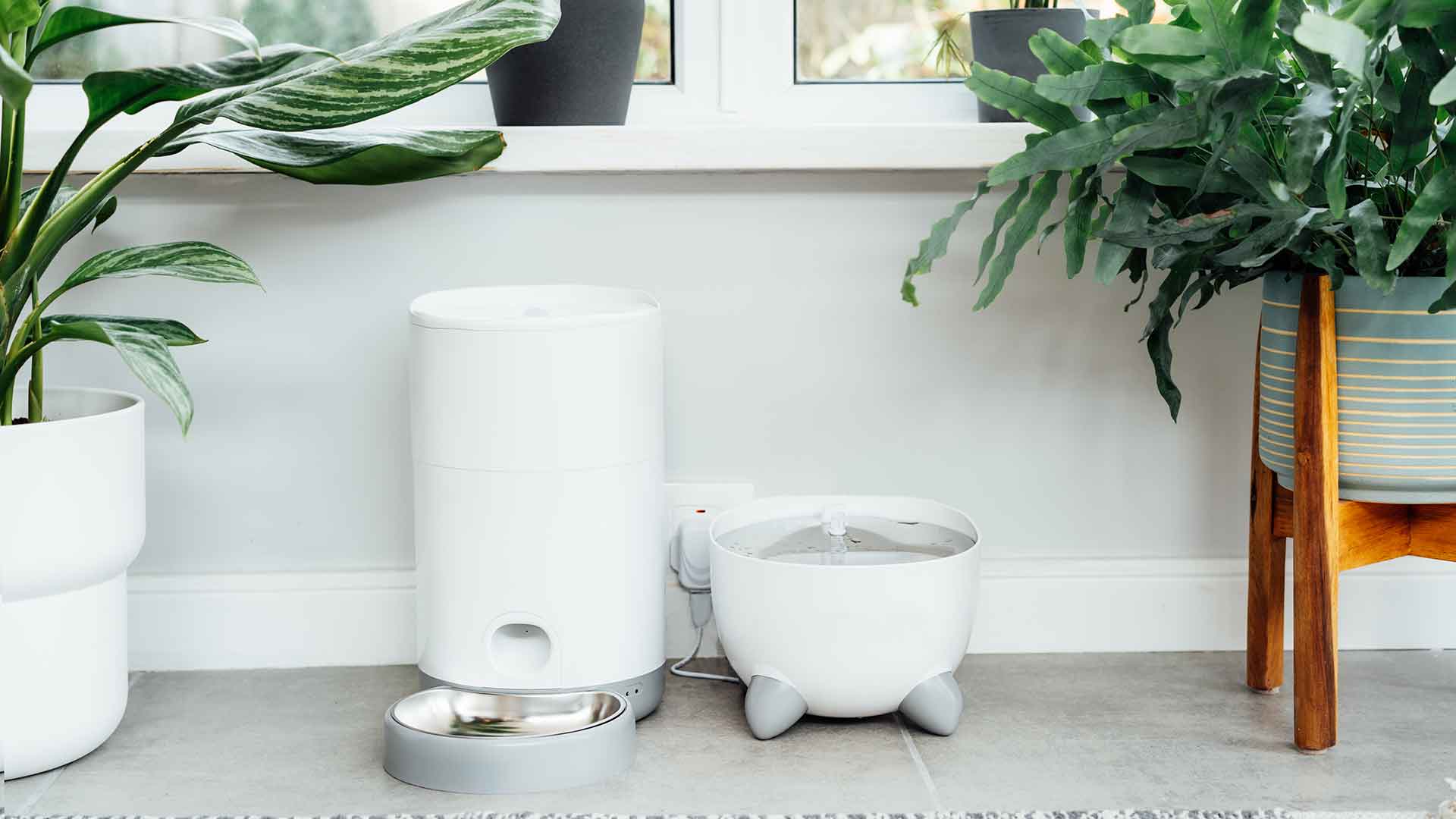 Smart Equipment for Dogs: Automatic Feeders, GPS Collars, and Cameras