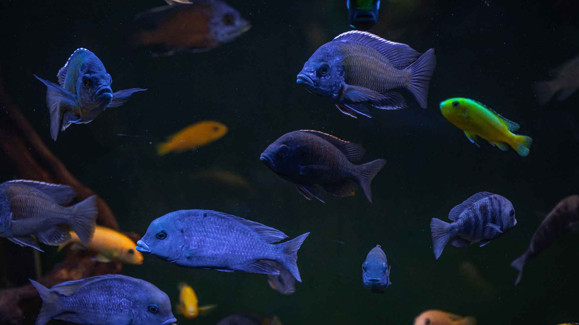 If your fish’s colors are fading, what could be the reason?