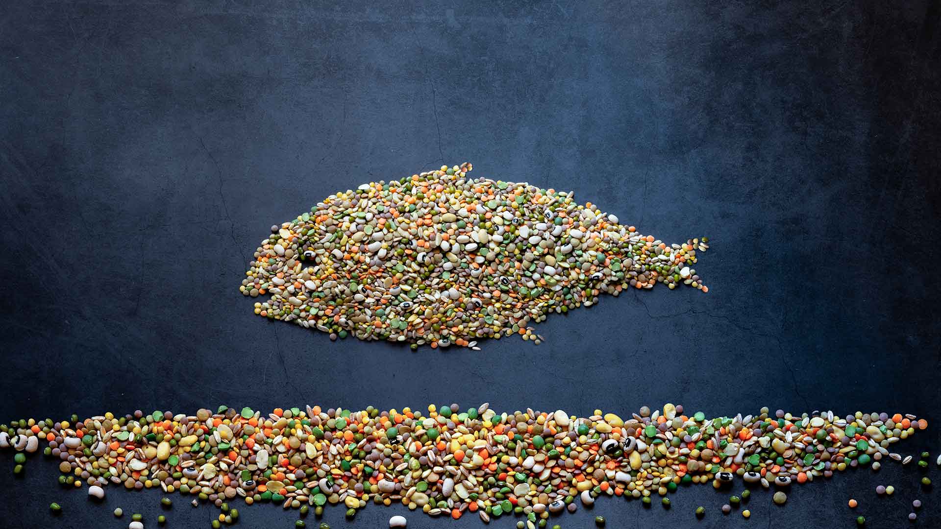 How Should the Proper Feeding Routine for Fish Be?