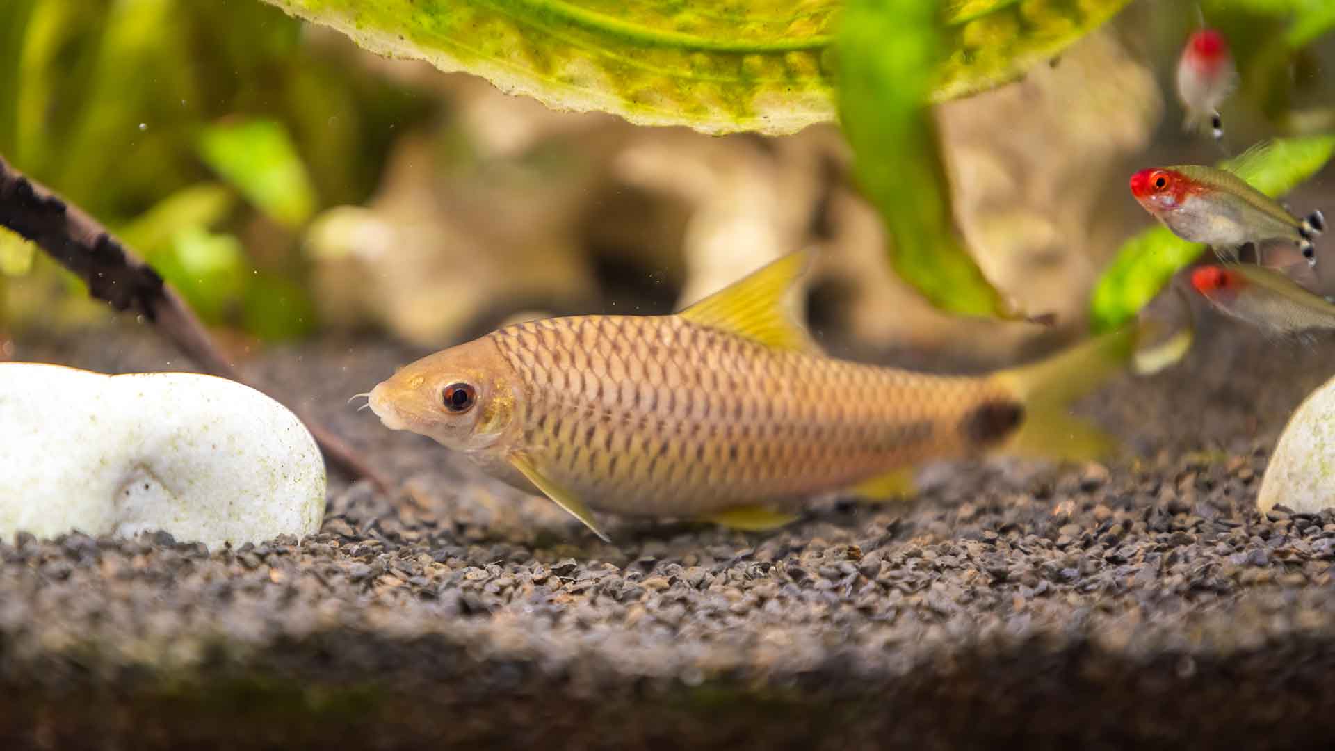 Substrate Materials: Choosing Sand, Gravel, or Plant Soil