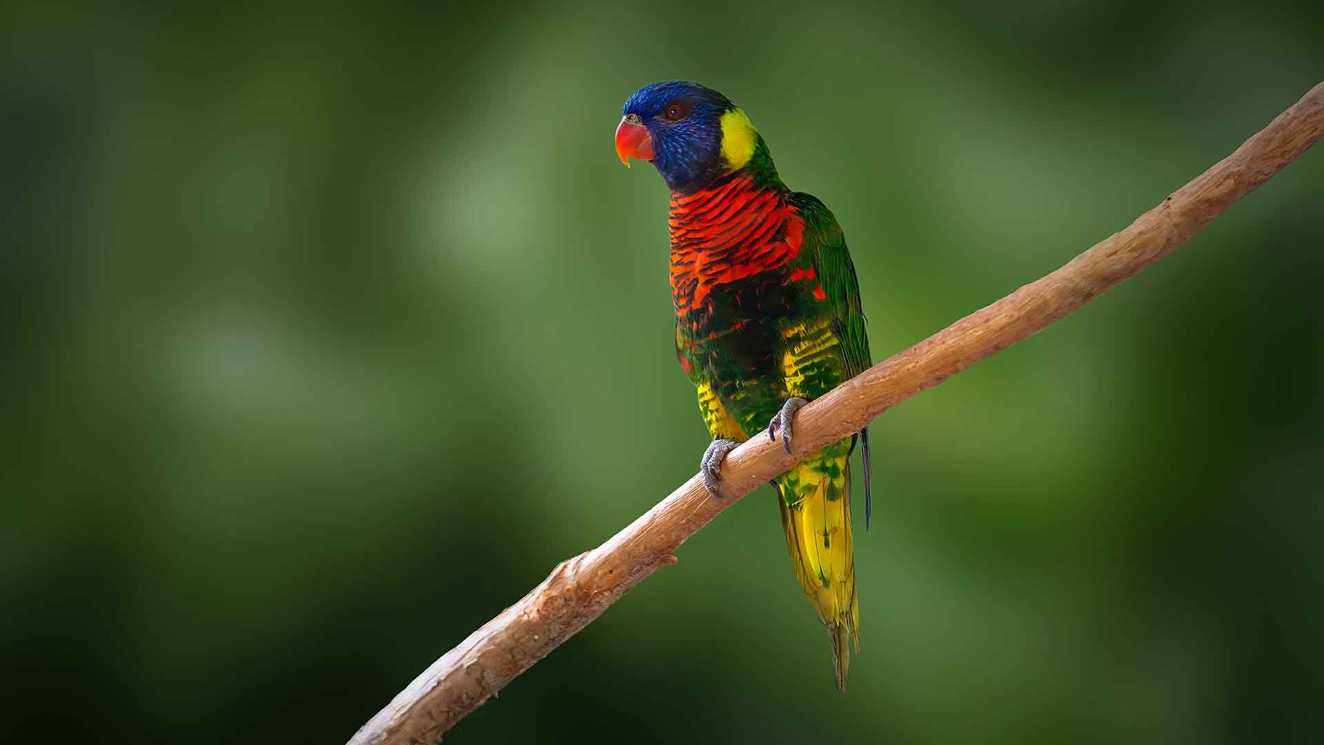 Lorikeet