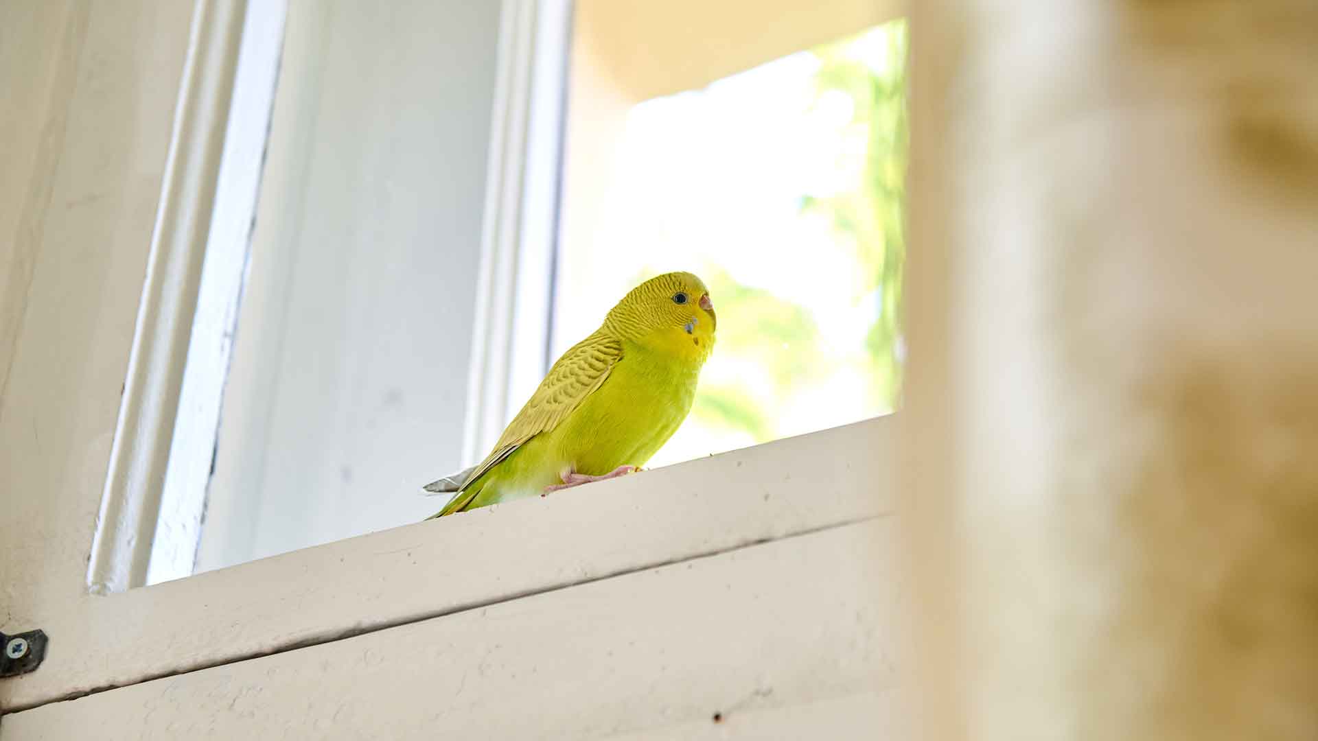 Stress Symptoms in Budgies and Ways to Prevent Them