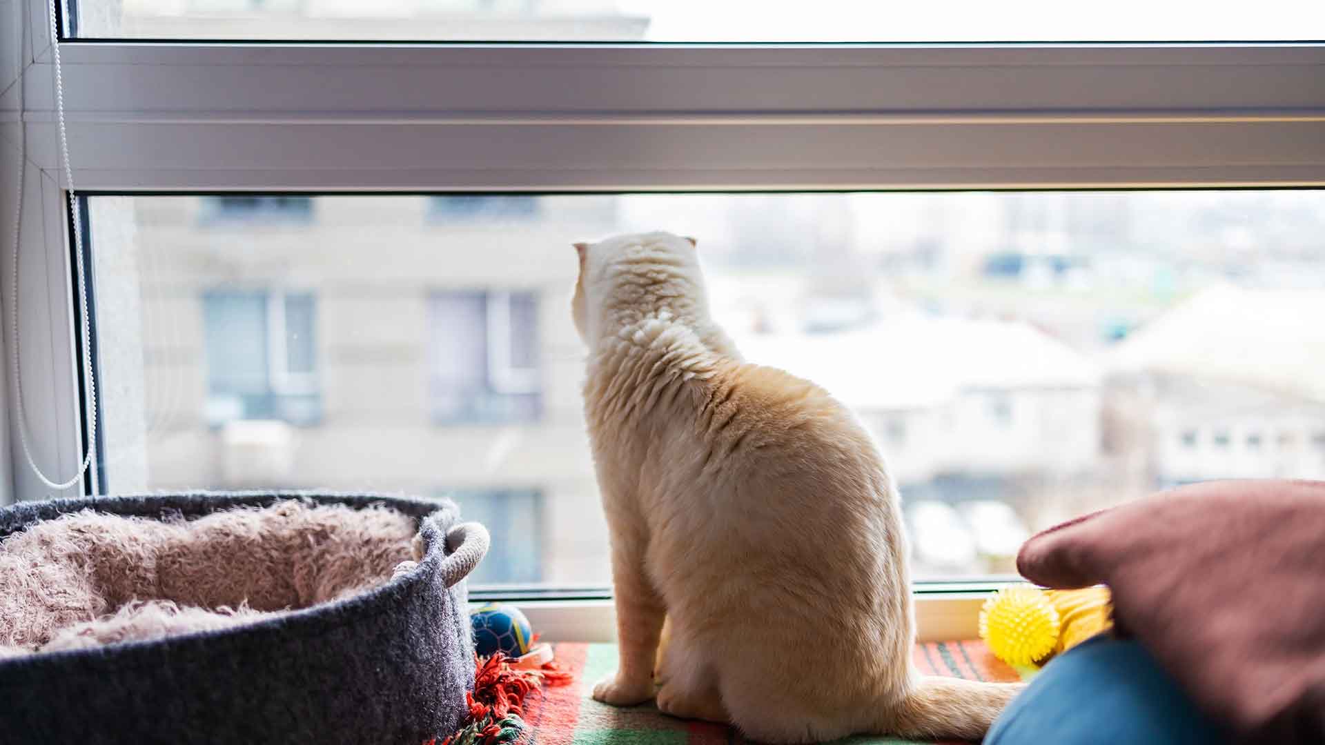 Window Safety for Cats: Nets and Guards