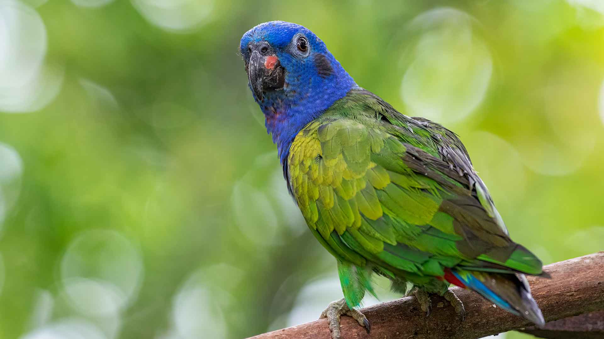 Pionus Parrot