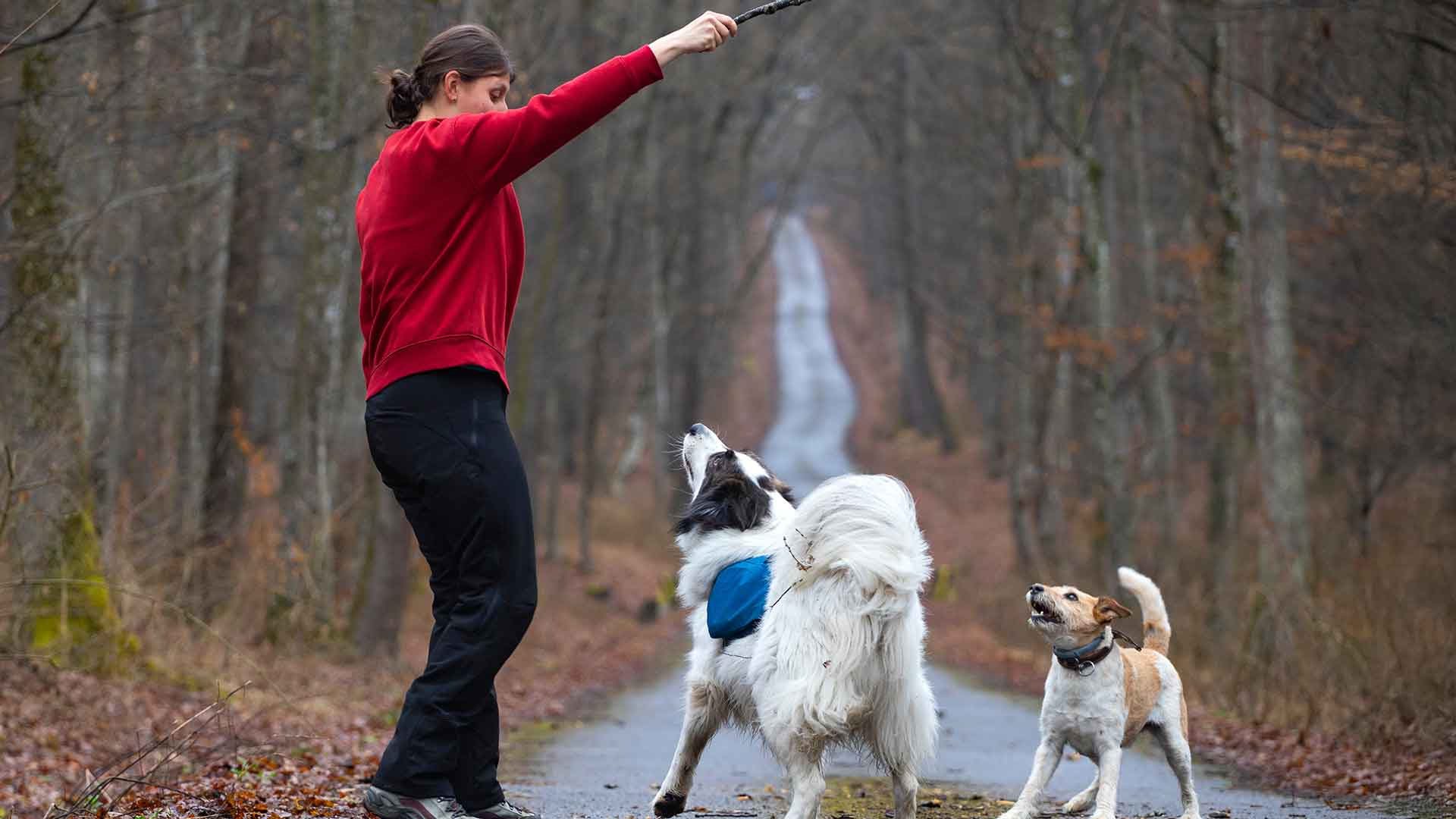 Disobedience in Dogs: Causes and Solutions