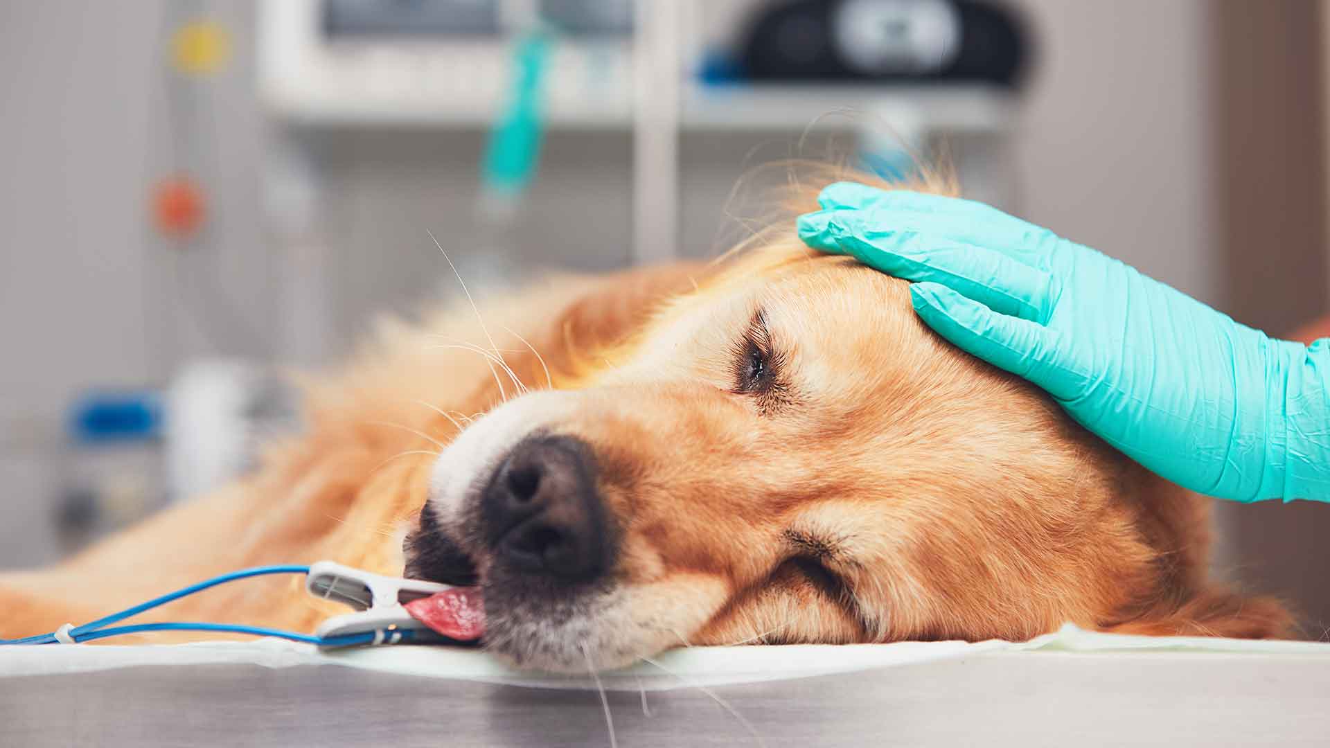 Diarrhea and Vomiting in Dogs: When Should You See a Veterinarian?