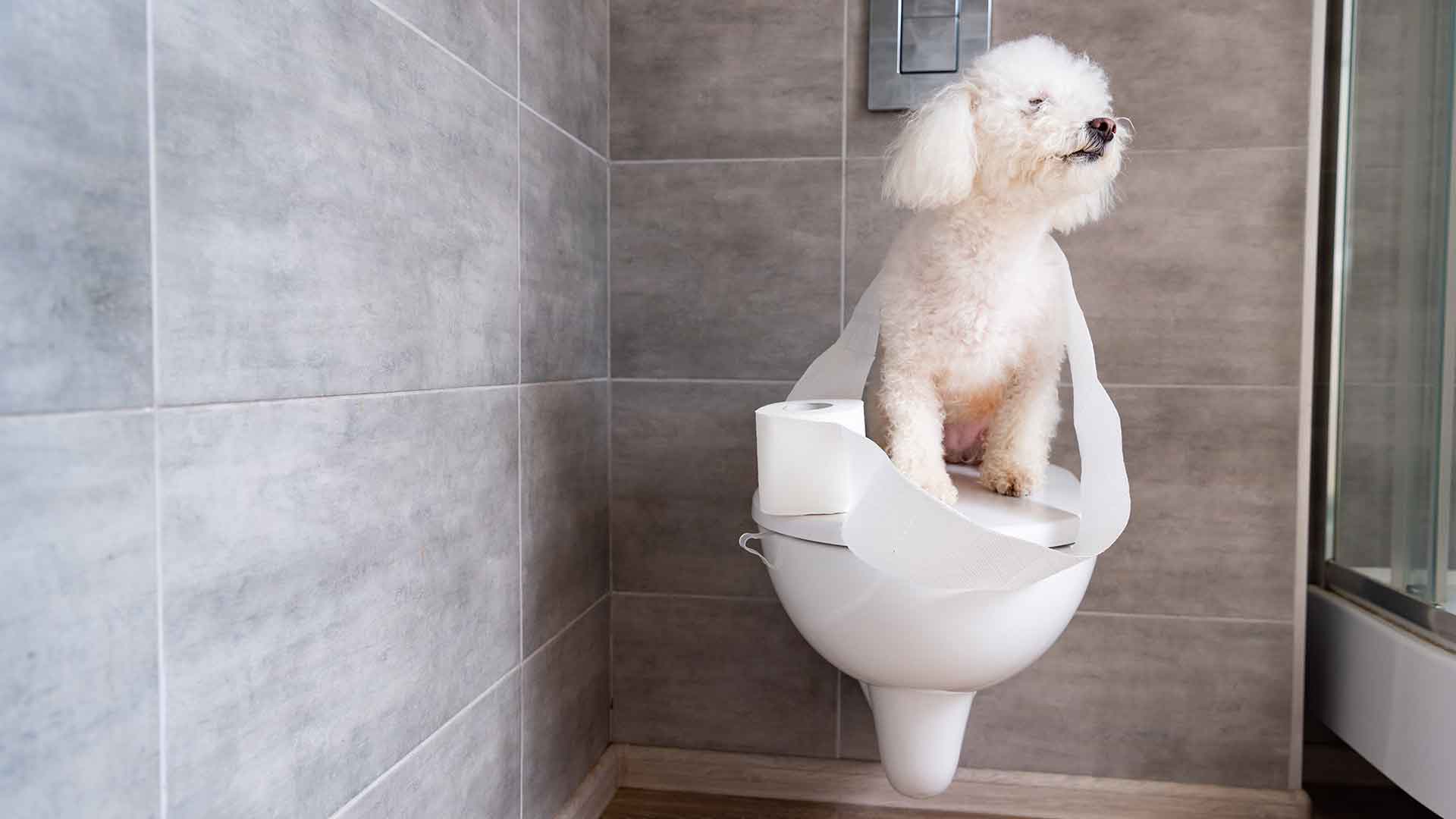 Toilet Training for Dogs: Tips for a Successful Process