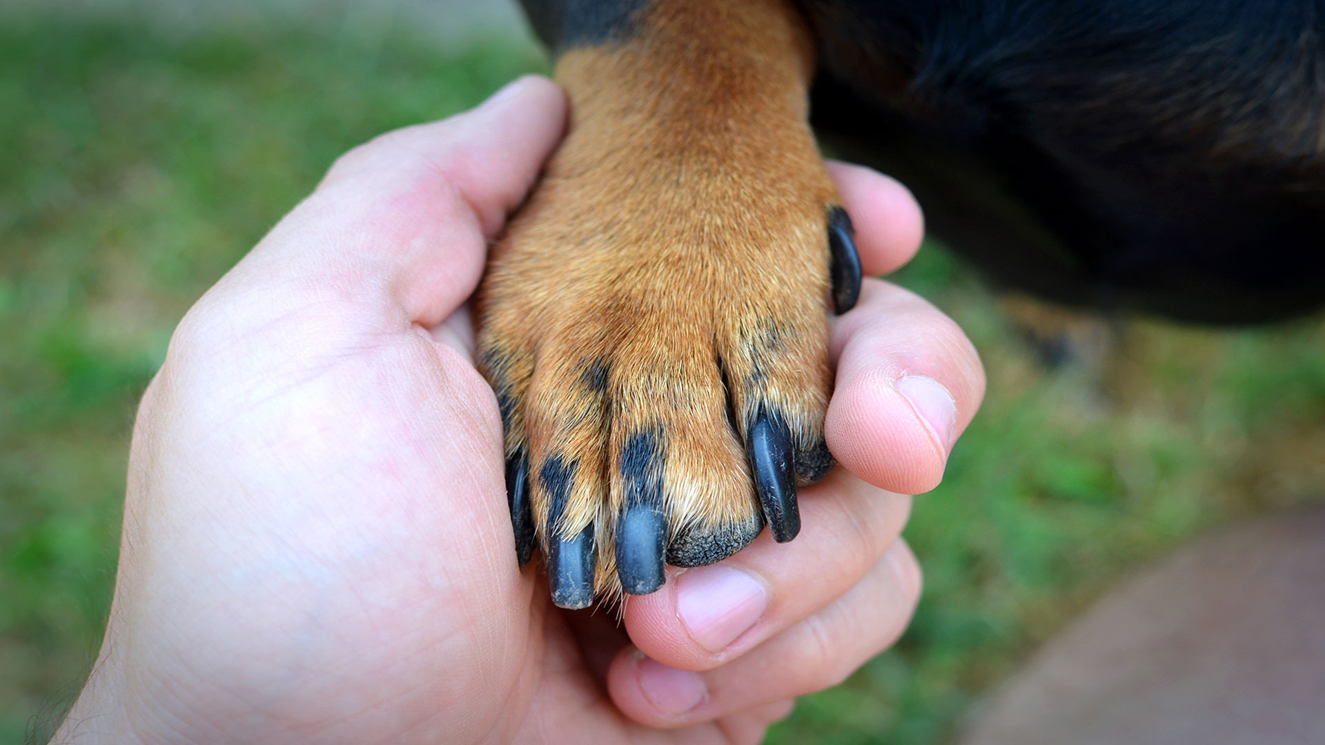 How Long Should Your Dog’s Nails Be? A Safe At-Home Nail Trimming Guide