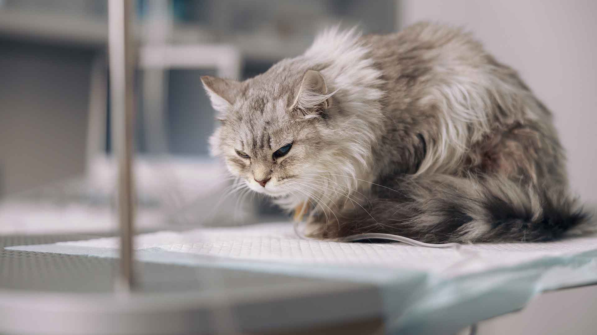 Common Skin Problems in Cats and Their Treatments