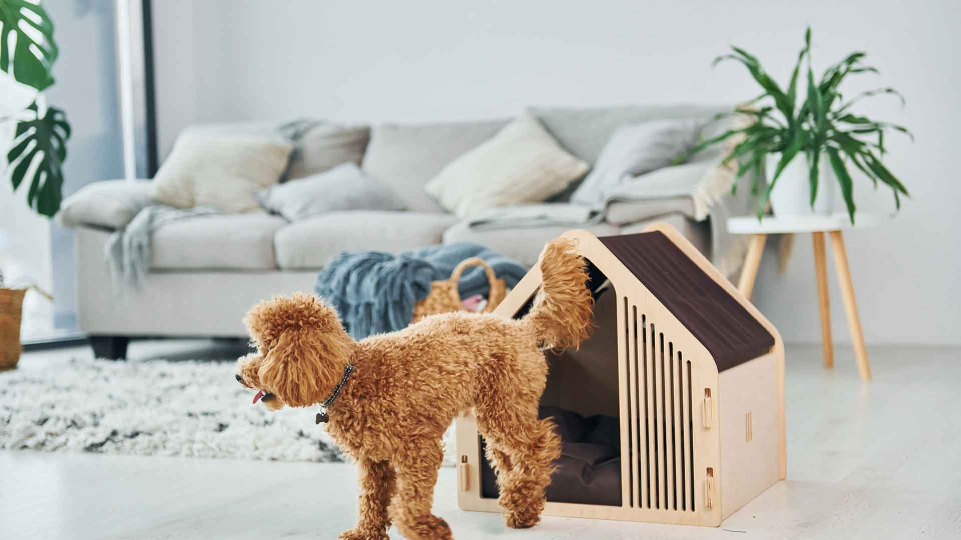 How to Create a Safe Living Space at Home for Your Dog