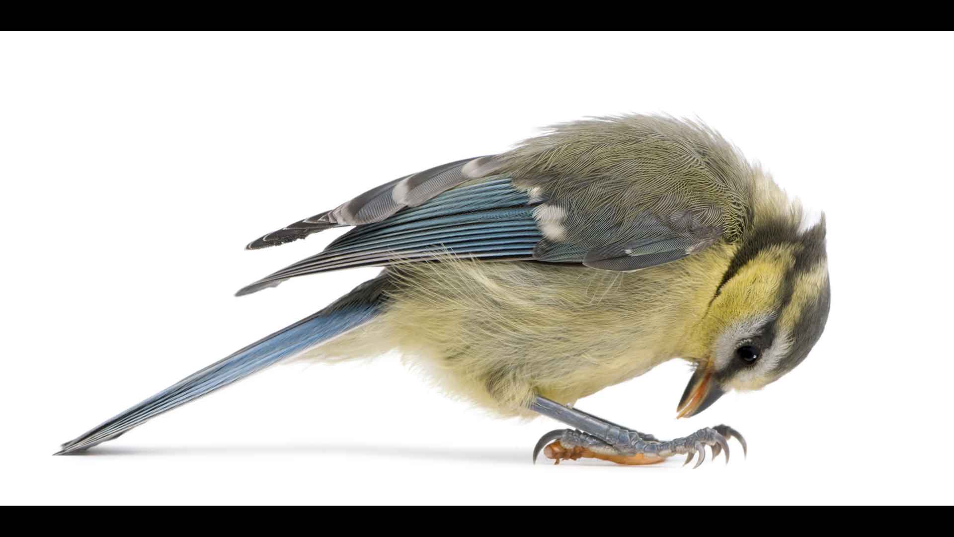 Feather Plucking in Budgies: Causes and Solutions