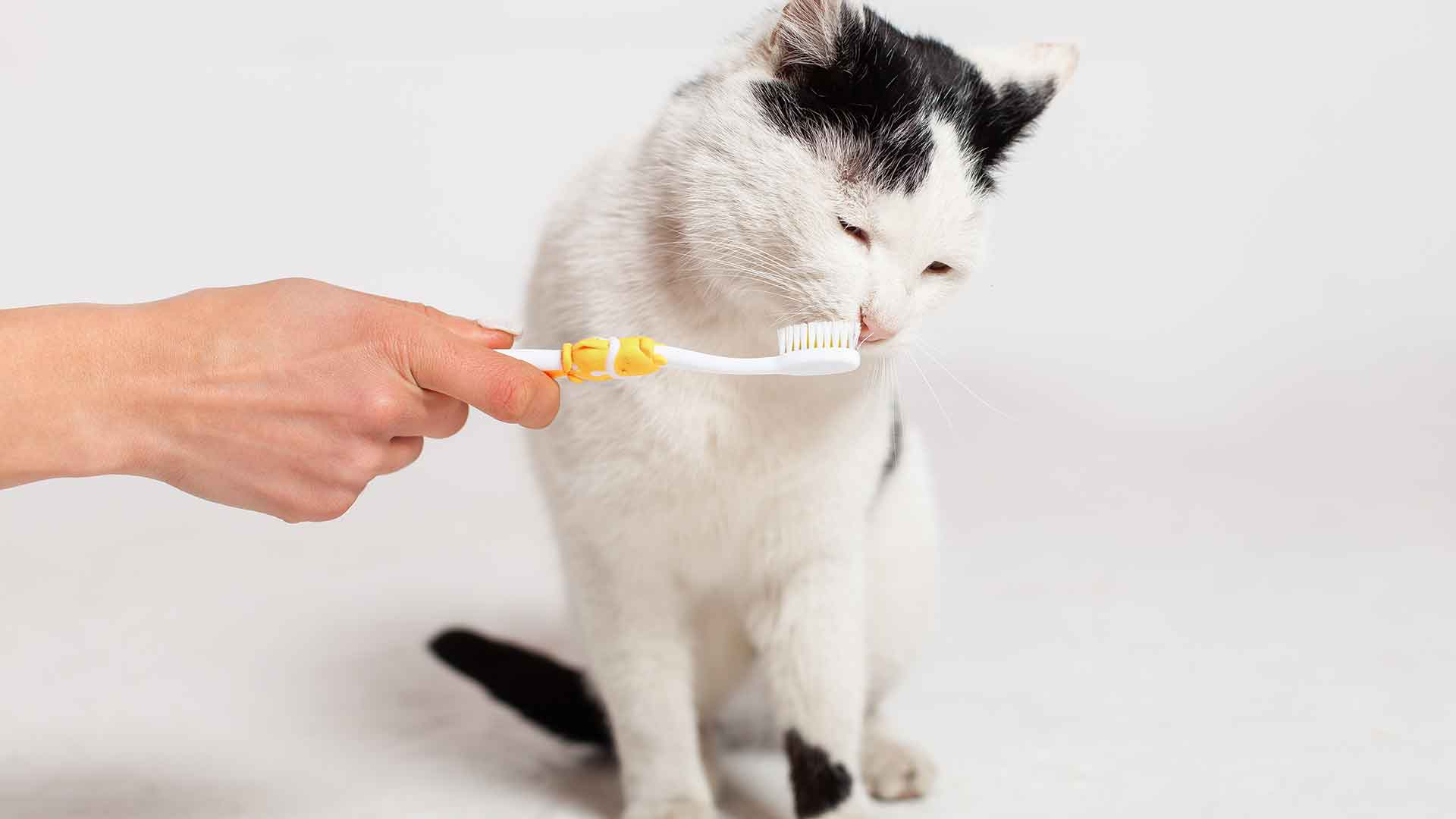 Dental and Oral Health in Cats: Brushing and Preventing Bad Breath**