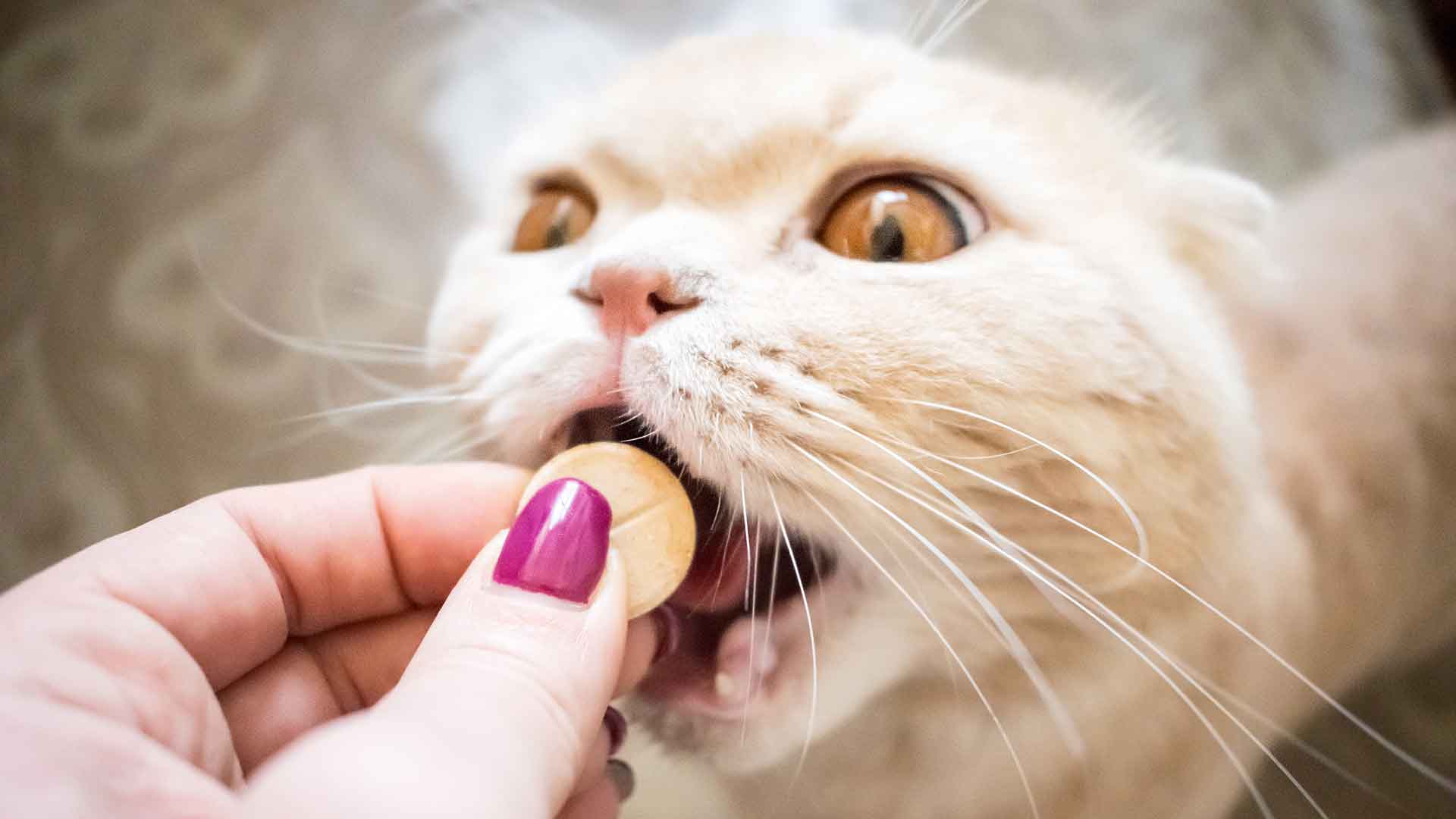 How to Implement Reward-Based Training in Cats