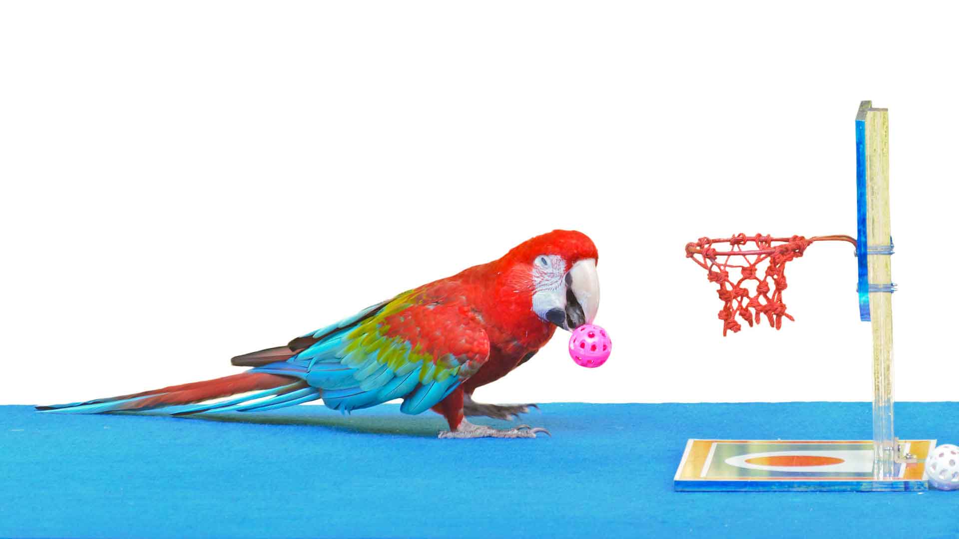 The Best Toys for Parrots: Support Mental Development and Happiness