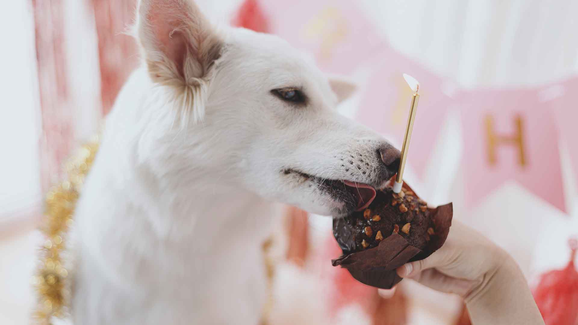 Allergies in Dogs: Symptoms, Causes, and Treatment Methods