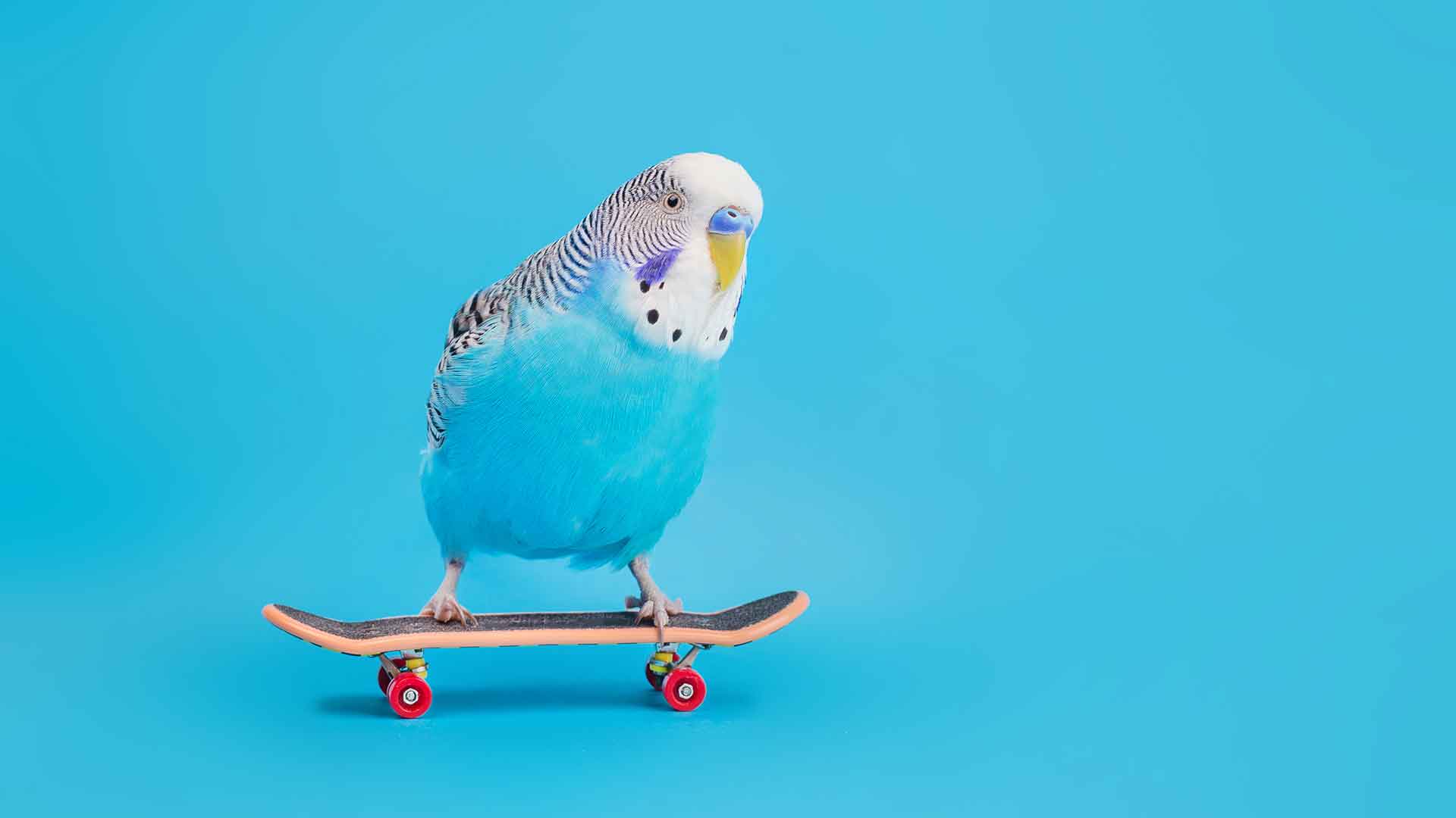 Intelligence-Boosting Toys and Play Ideas for Budgies