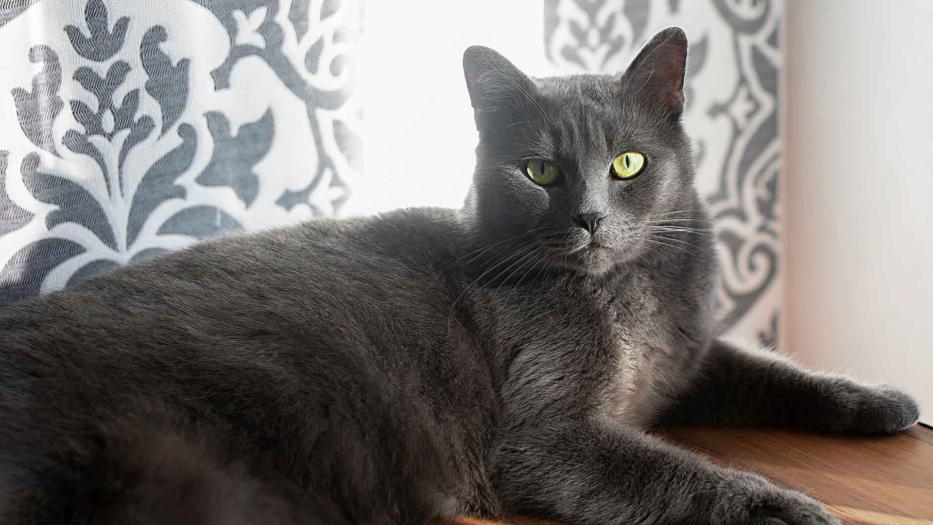 Russian Blue